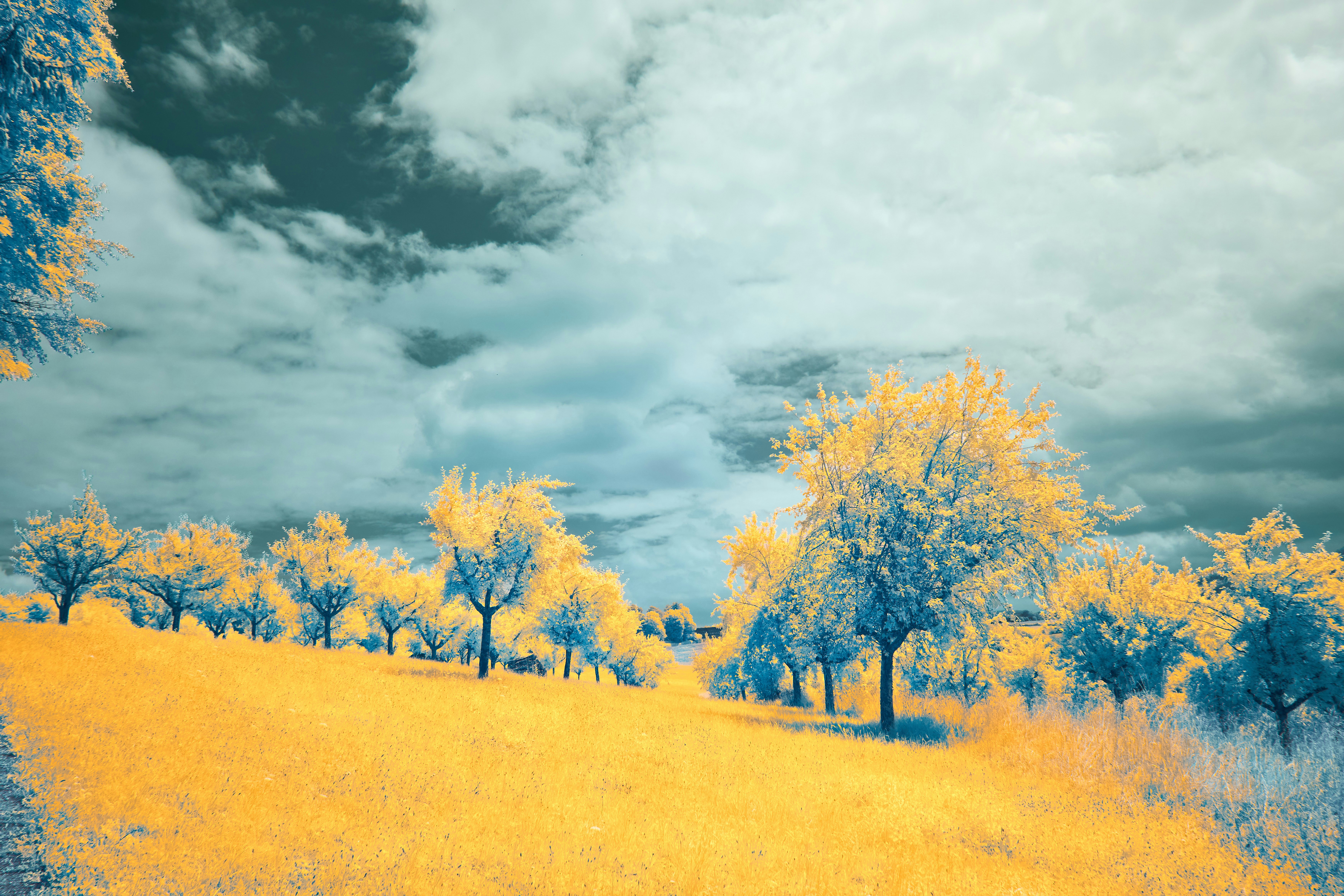 Photo by wolfgang_hasselmann