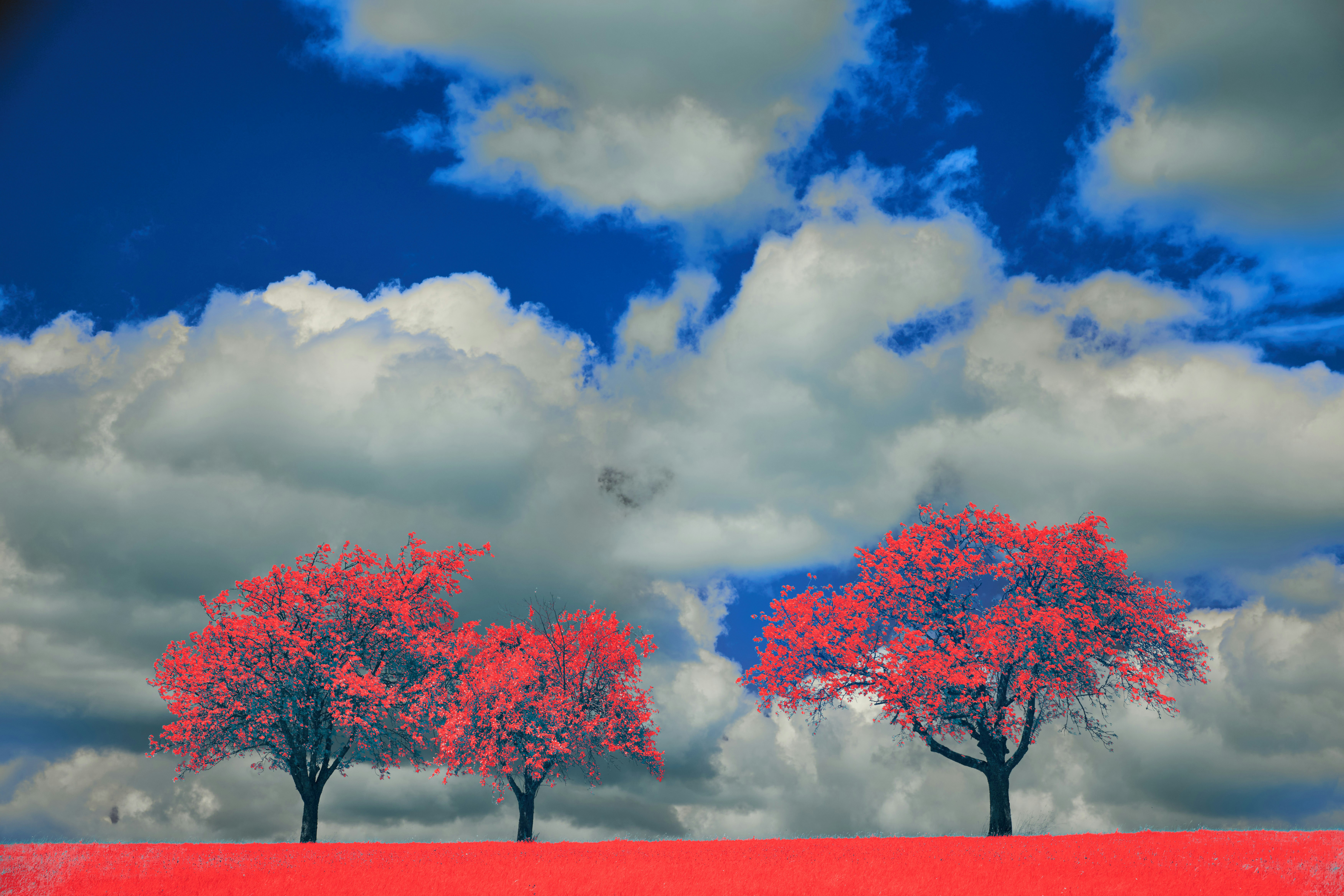 Photo by wolfgang_hasselmann