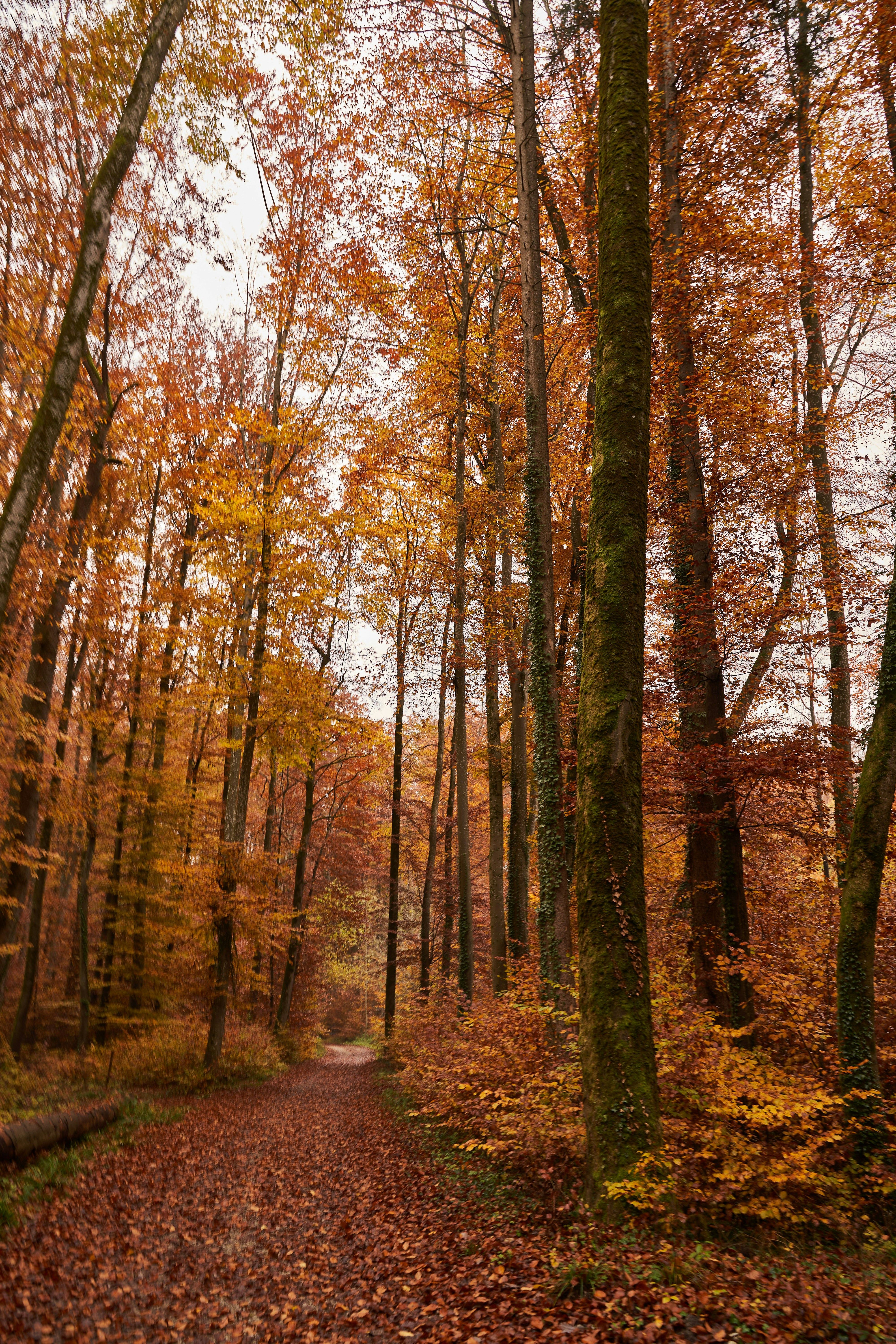 Photo by wolfgang_hasselmann