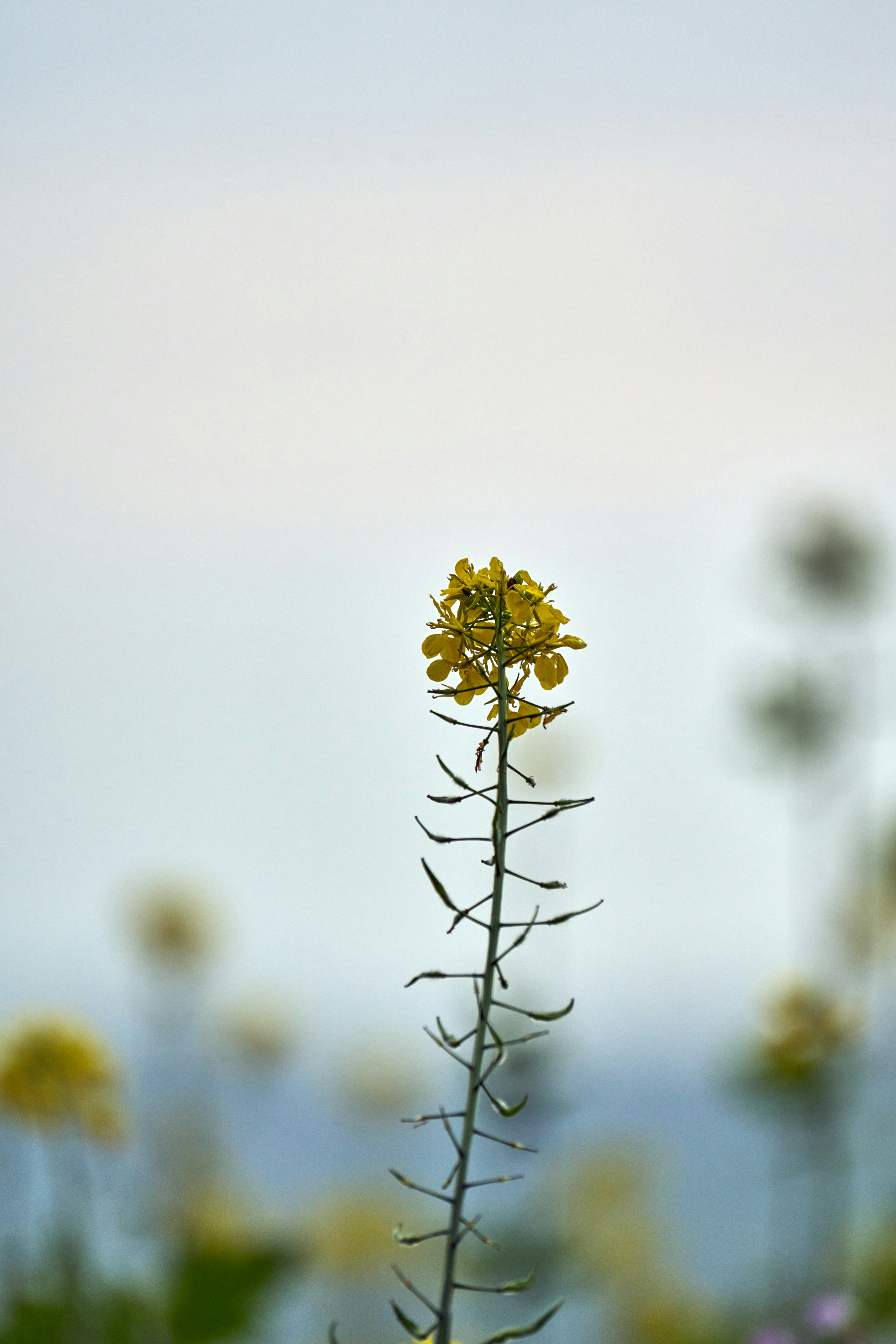 Una flor amarilla en un campo de flores amarillas foto – Imagen de Flor  gratuita en Unsplash, image size:3000x4500
