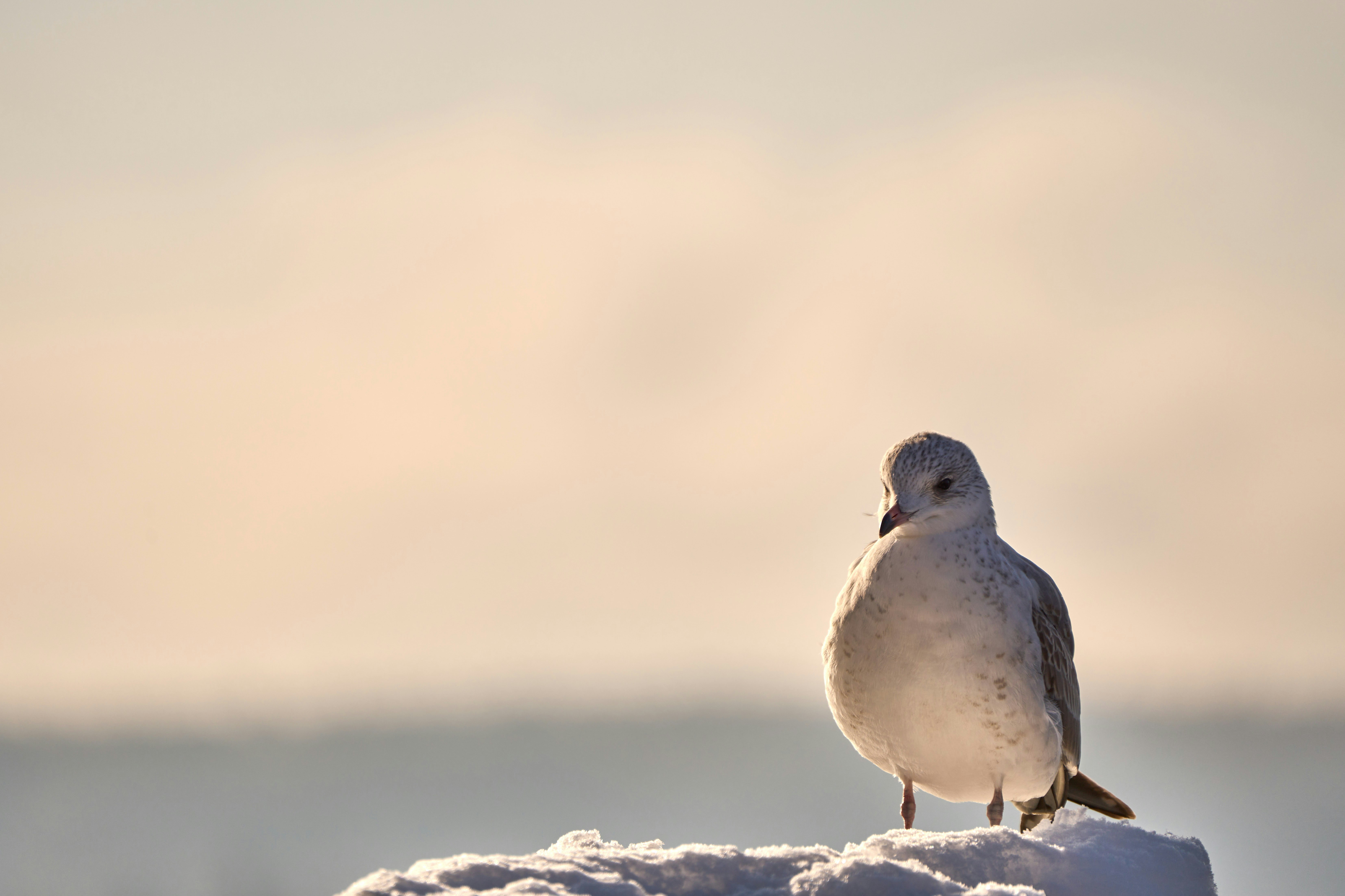 Photo by wolfgang_hasselmann