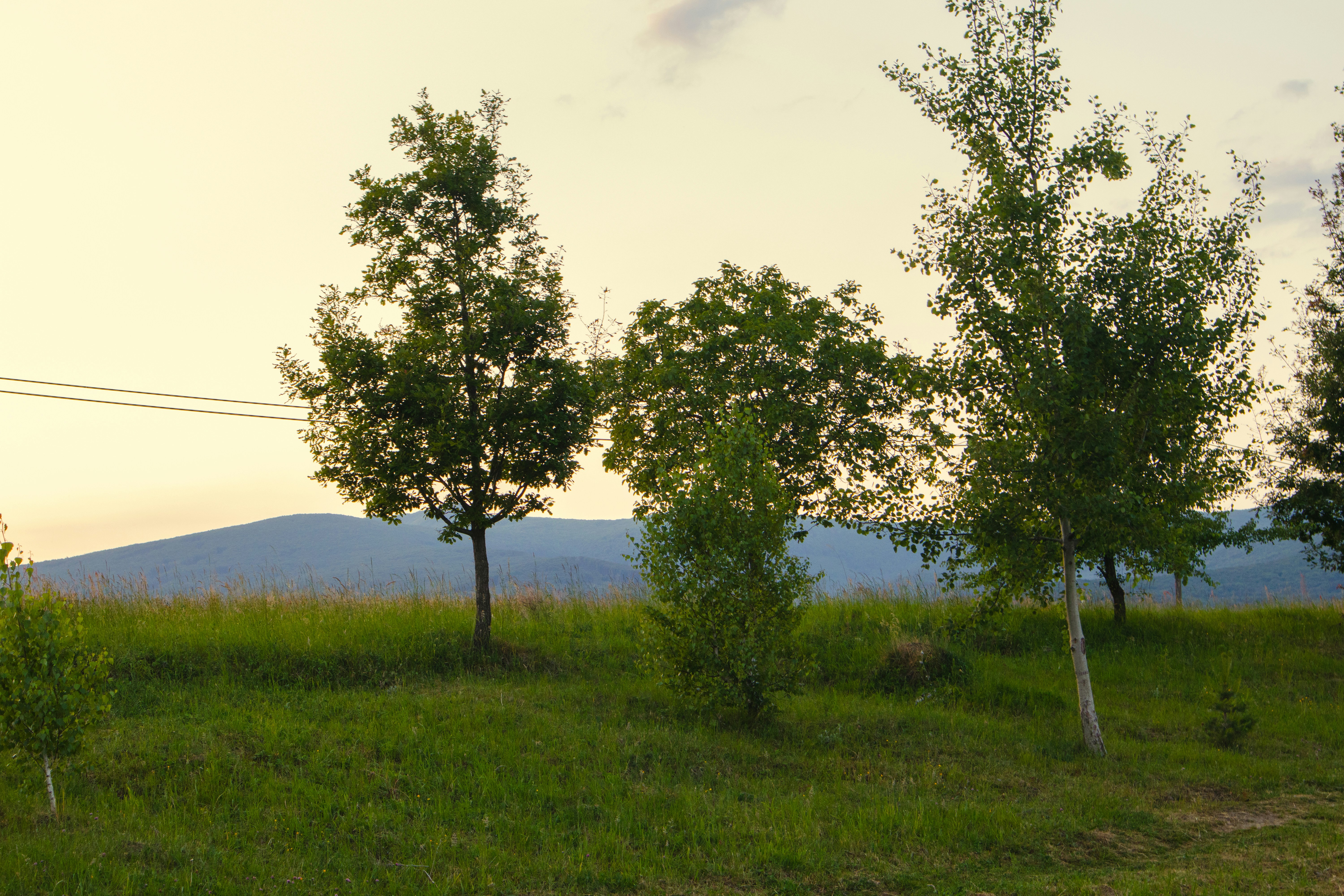 Photo by marko_lengyel