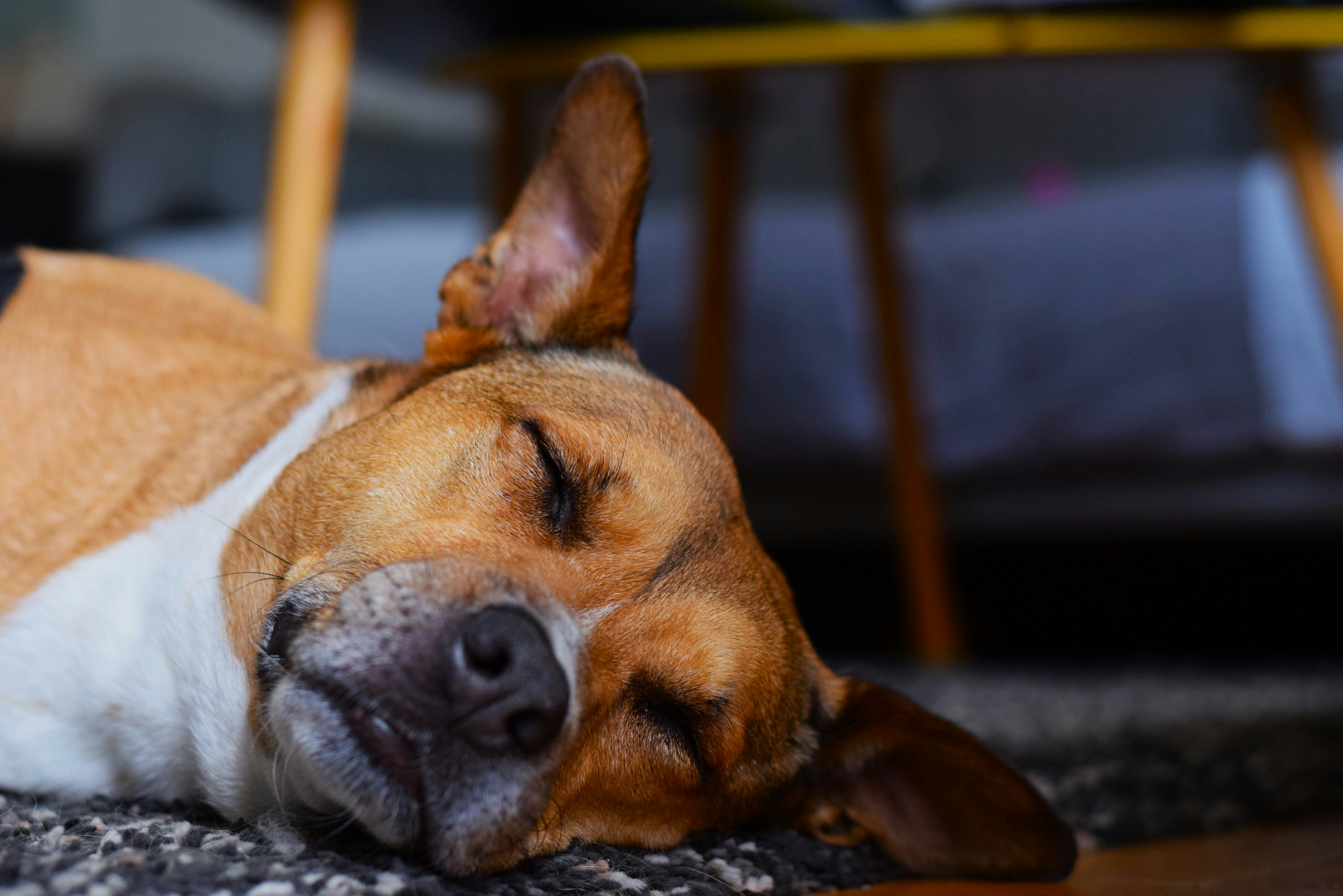 The image captures a peaceful moment of a dog sleeping indoors. The dog, a short-haired brown and white breed, is lying on a soft, textured surface, possibly a rug or carpet. Its eyes are closed, and its face is relaxed, conveying a sense of calm and contentment. One of the dog's ears is perked up while the other rests against the floor, adding a touch of character to its tranquil pose. The background is slightly blurred, but pieces of furniture like a chair and possibly a bed can be discerned, indicating that the setting is likely a cozy living space.