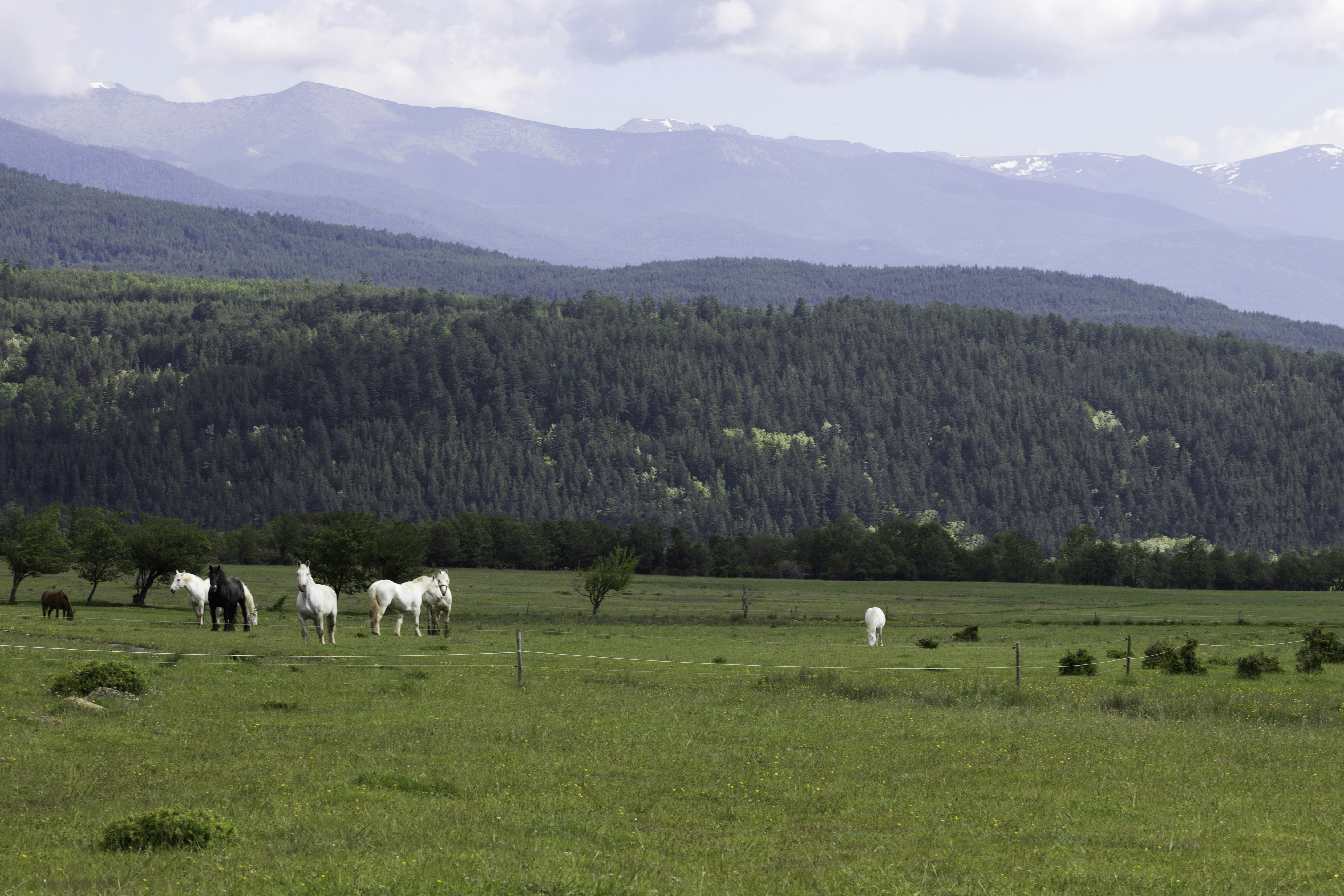 a group of horses standing on top of a lush green field, Herd in the field with mountains view