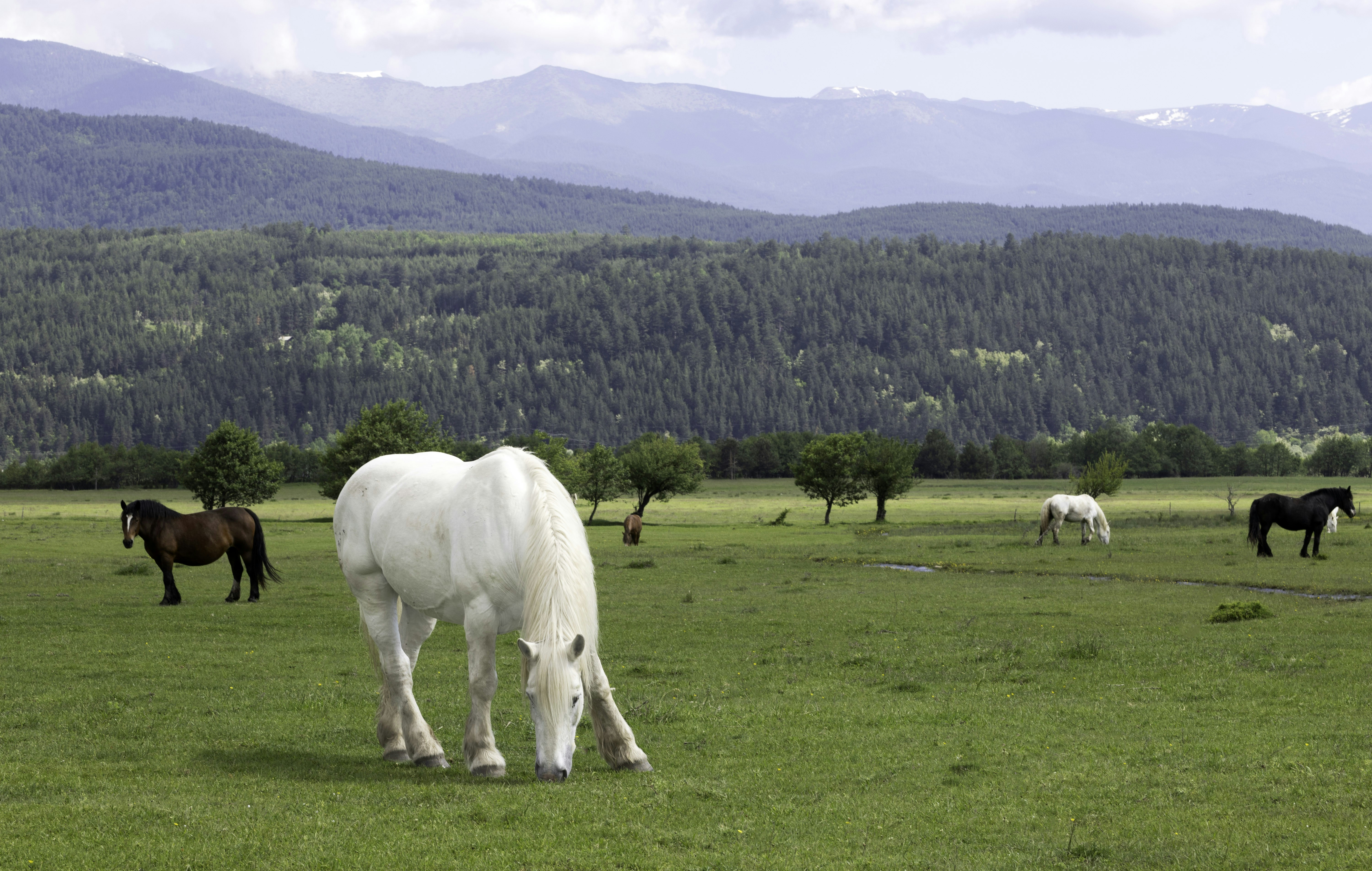 a group of horses grazing on a lush green field, Herd in the field with mountains view
