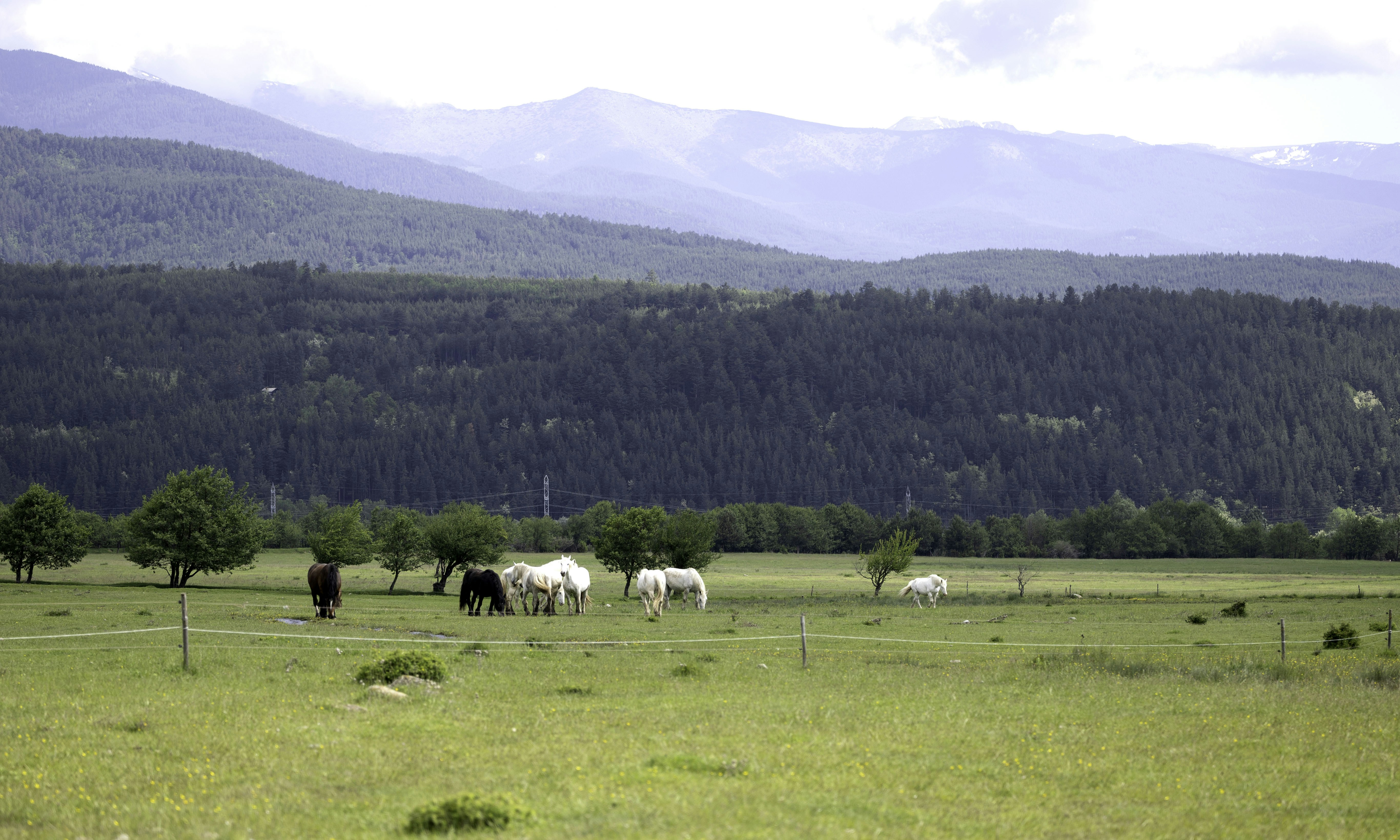 a herd of horses grazing on a lush green field, Herd in the field with mountains view