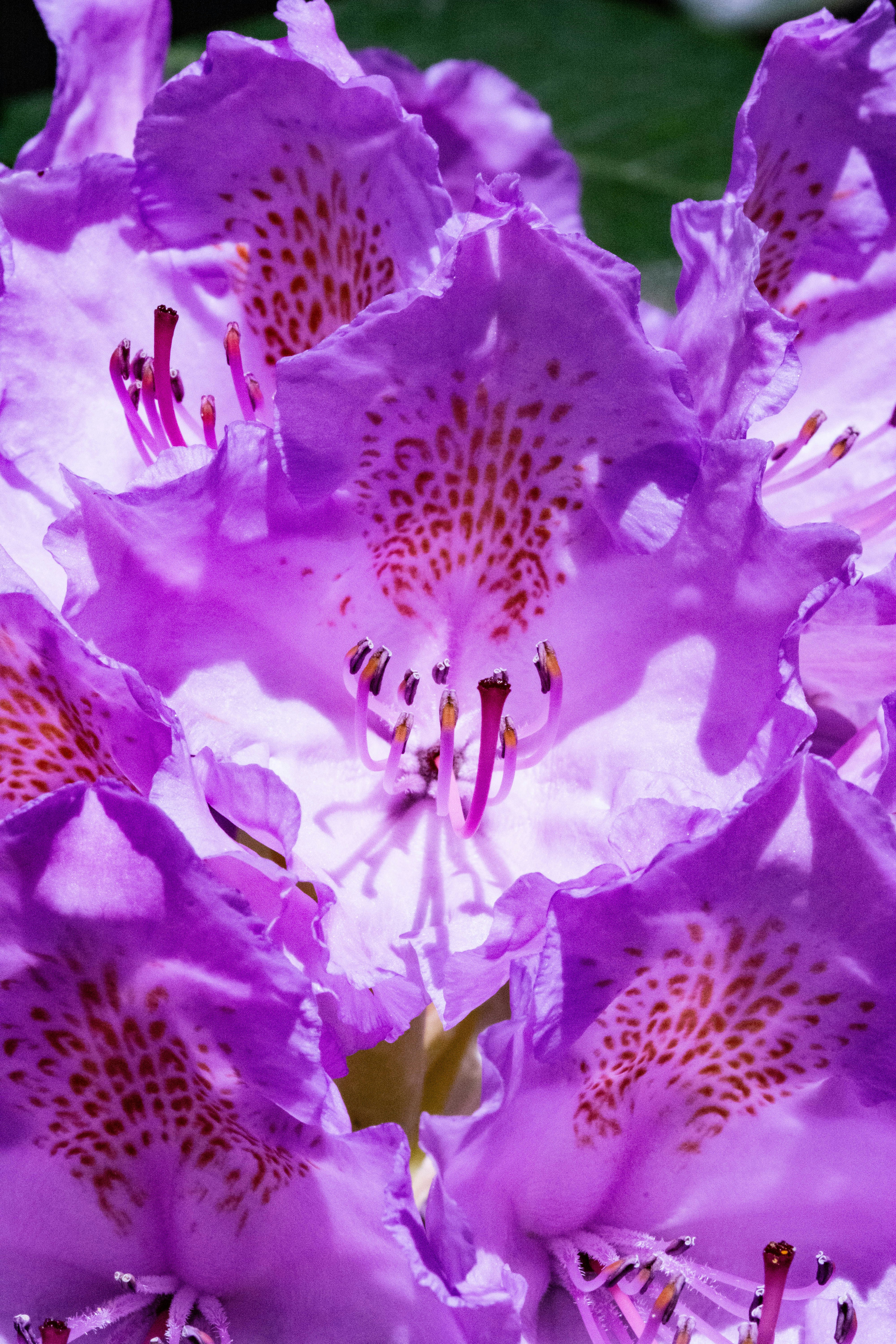 una vista de cerca de una flor púrpura