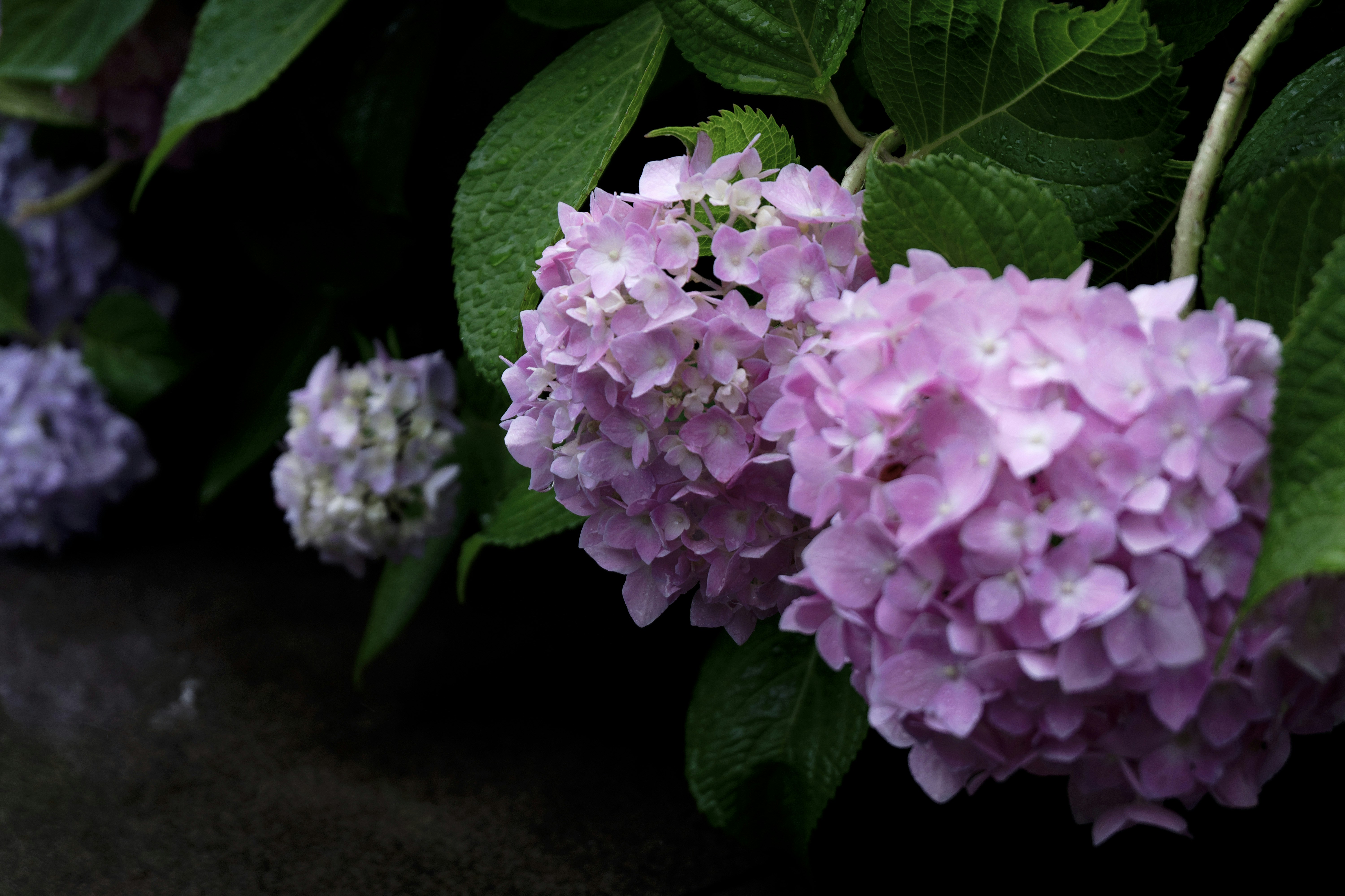 Photo by liyingying