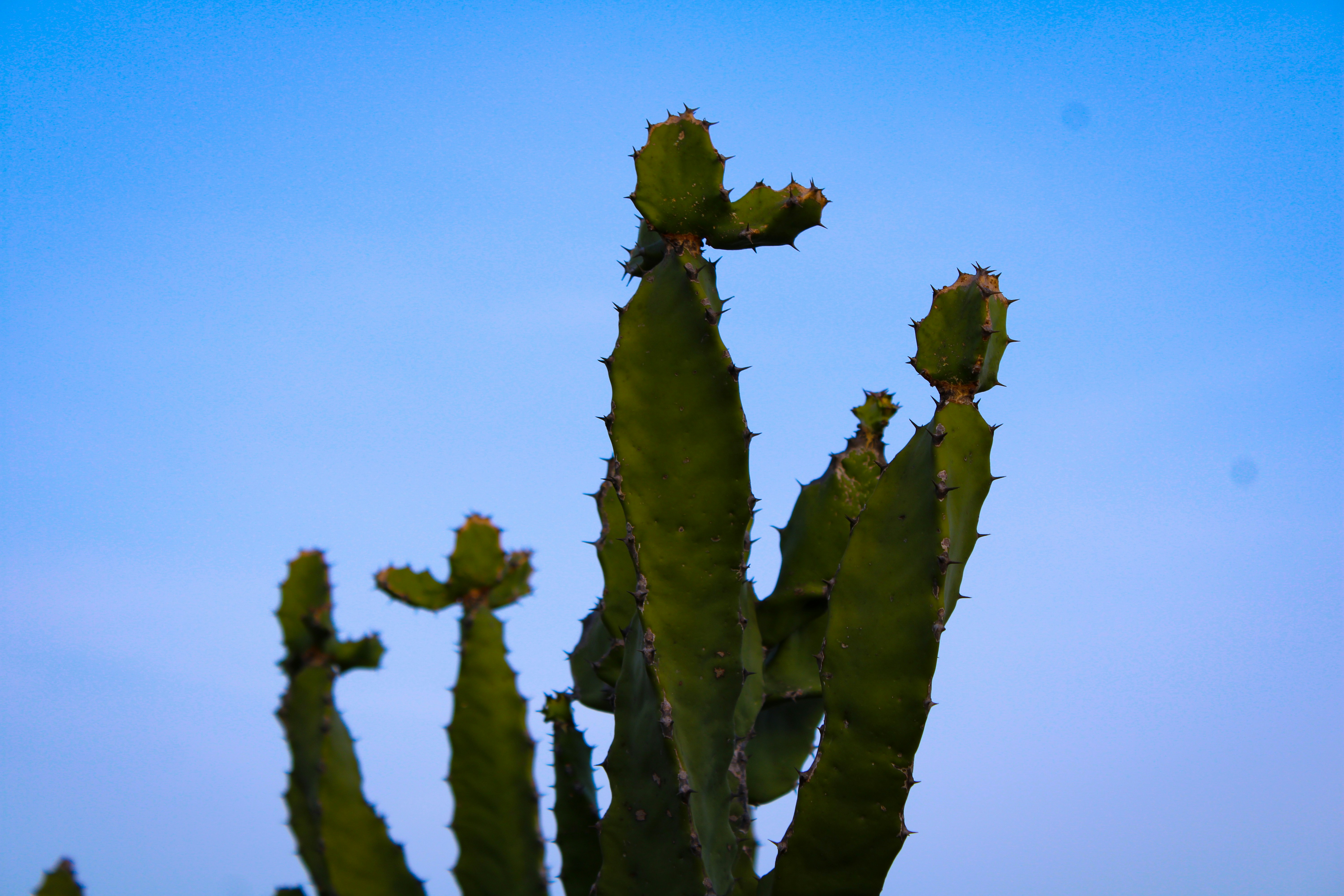 Photo by ebenezer_ebe