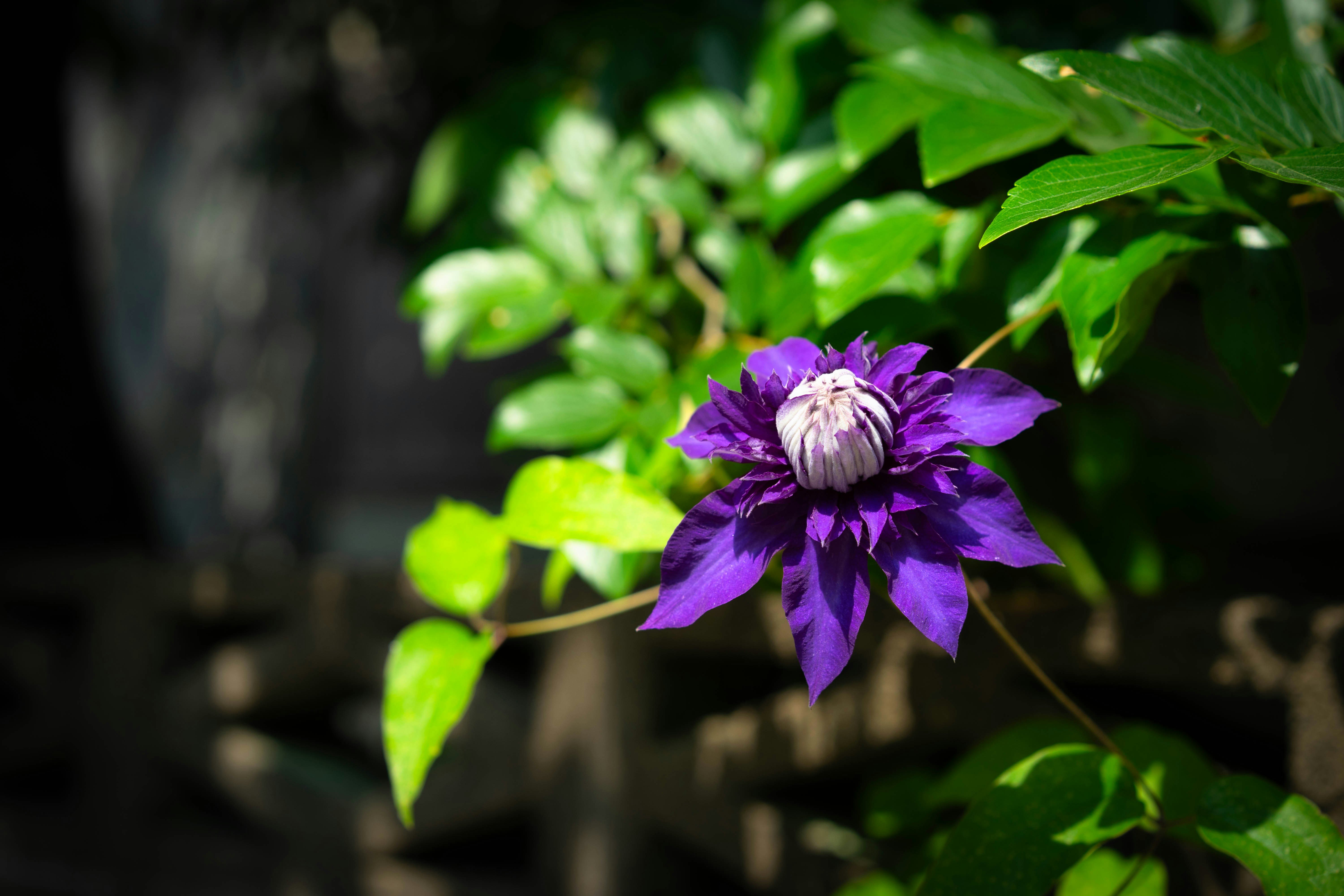 a purple flower with green leaves in the background