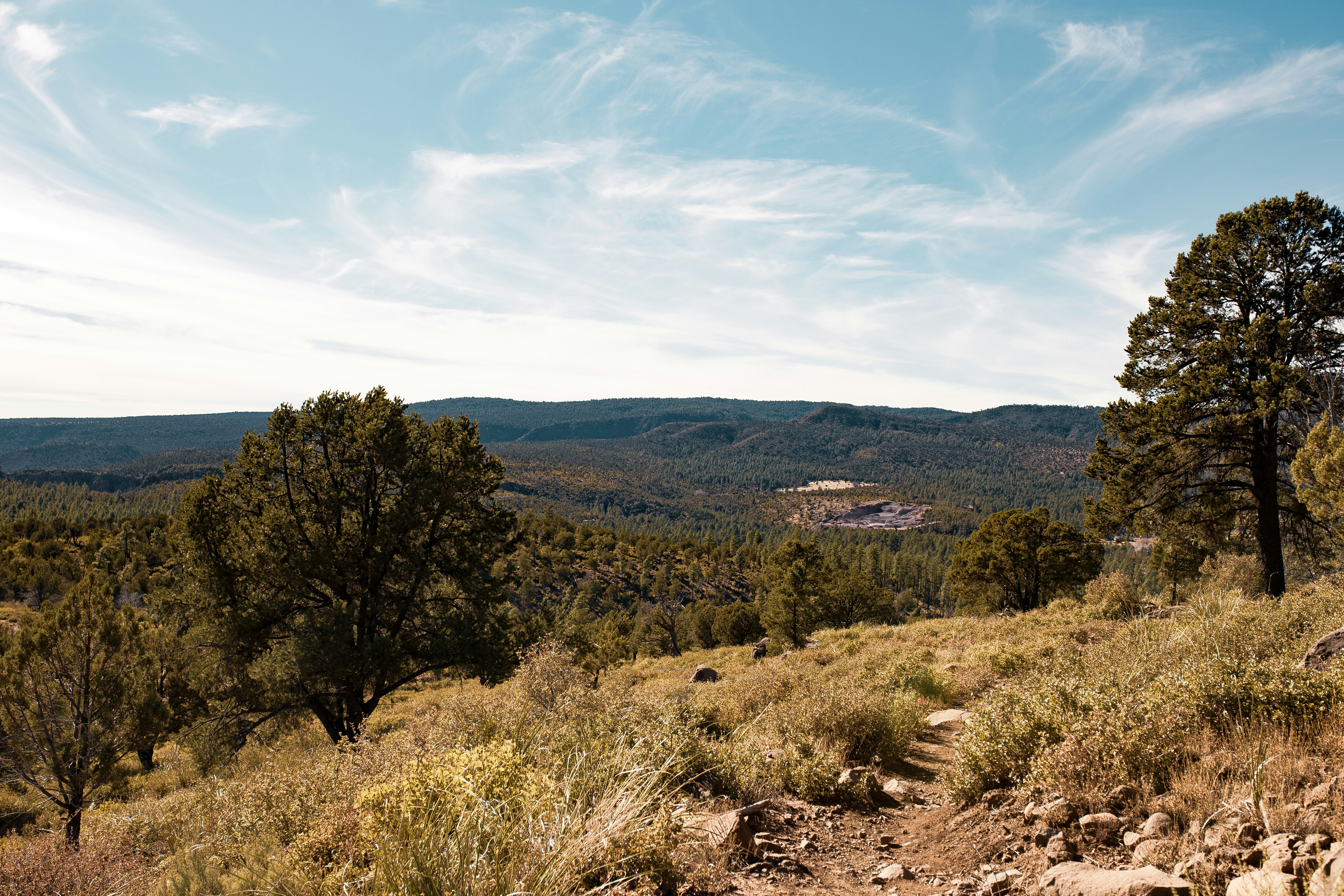 a dirt path in the middle of a forest
