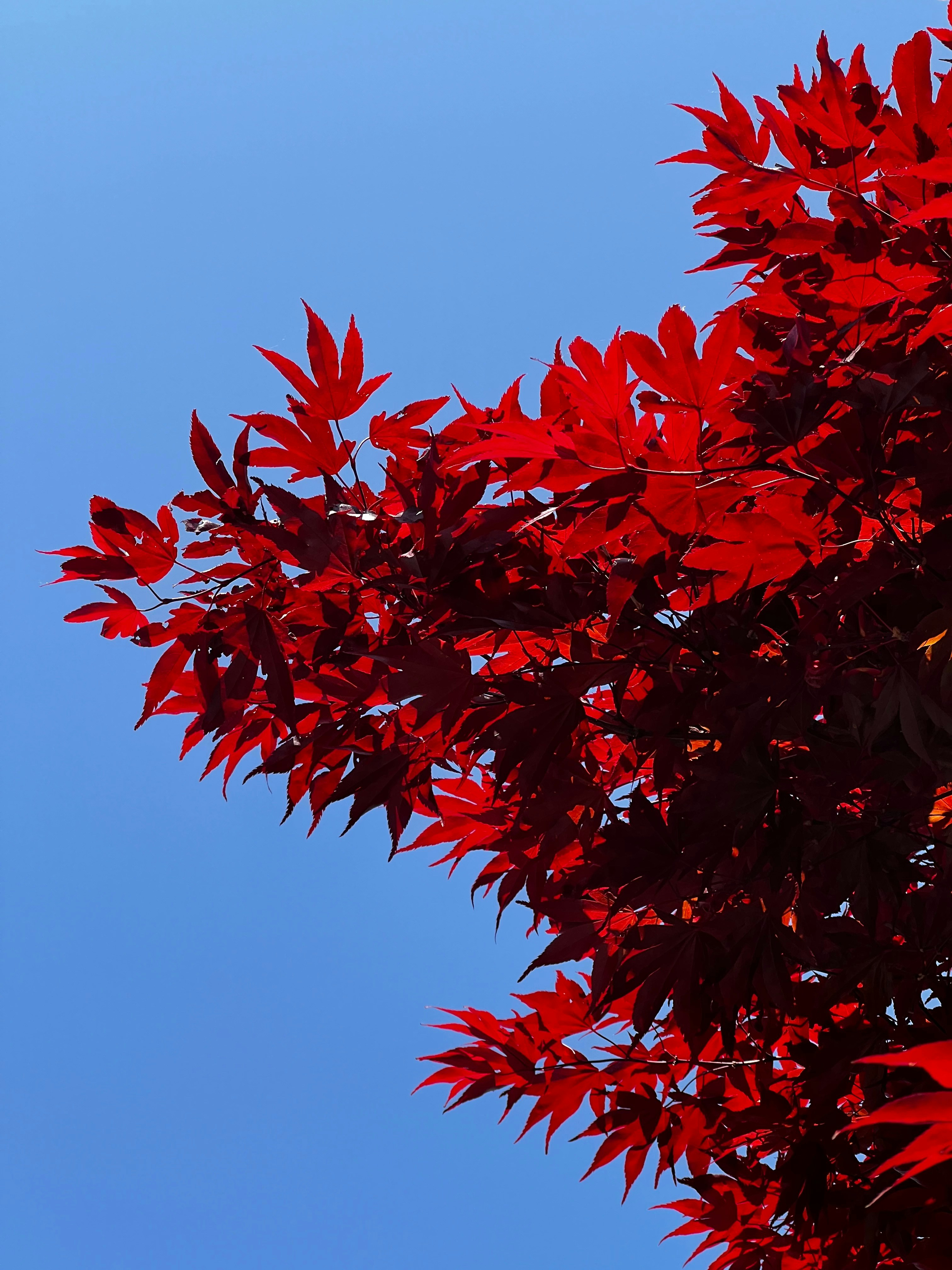 Photo by garyclassyman