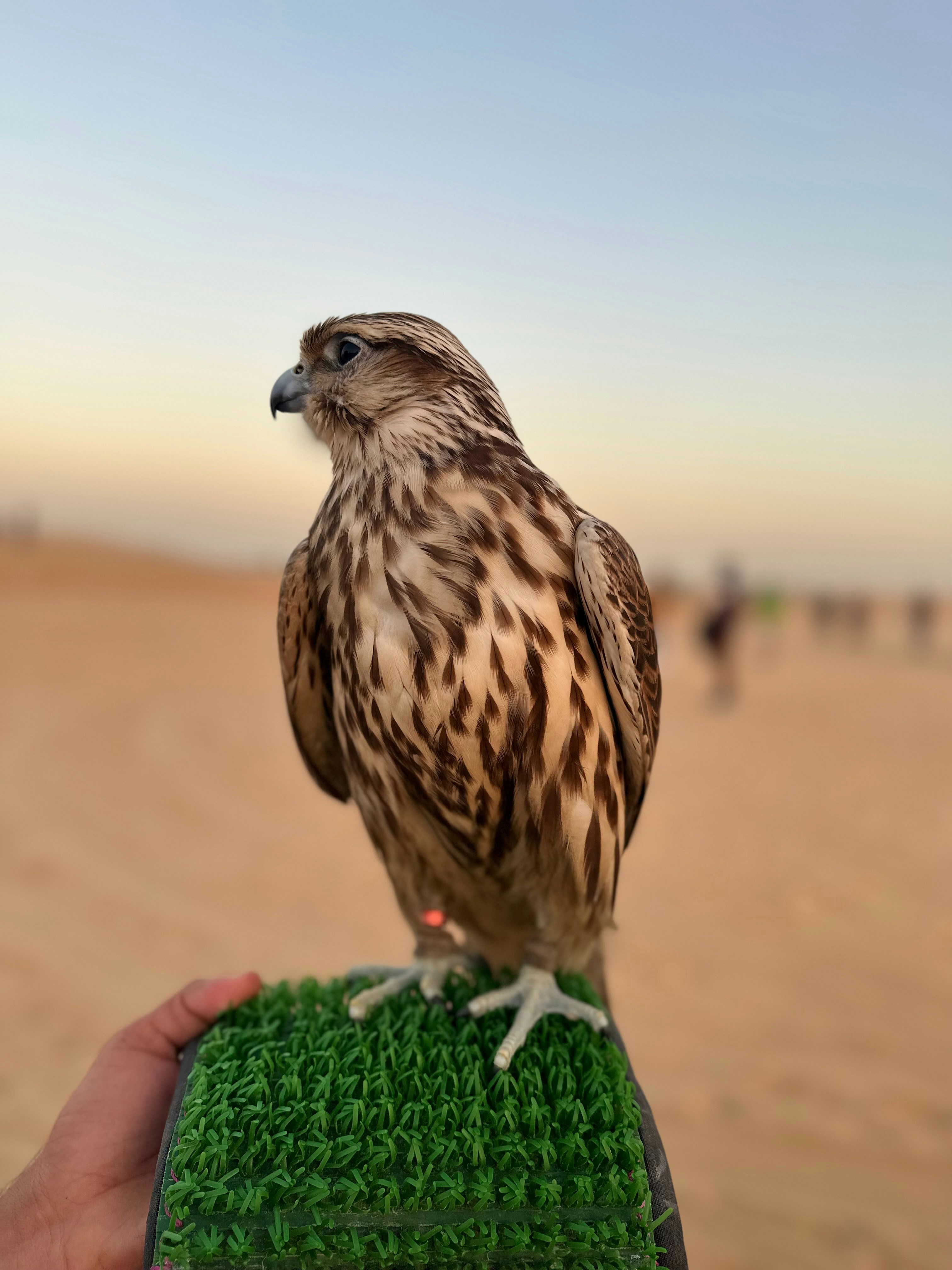 Falcon perched on a gloved hand against a vast desert landscape at dawn, deep orange horizon, dark dramatic sky