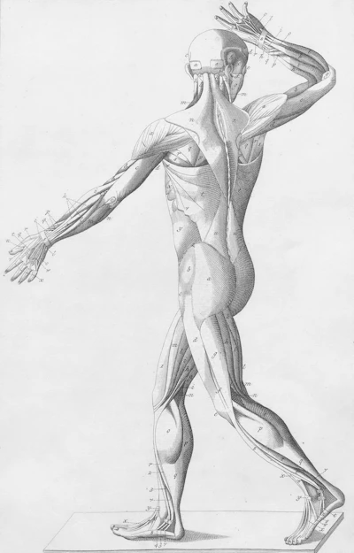 Humain dessiné en croquis, mettant en avant les muscles du corps humain