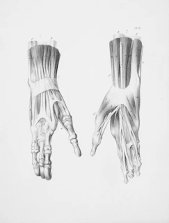 Anatomical drawing of human hands and wrists