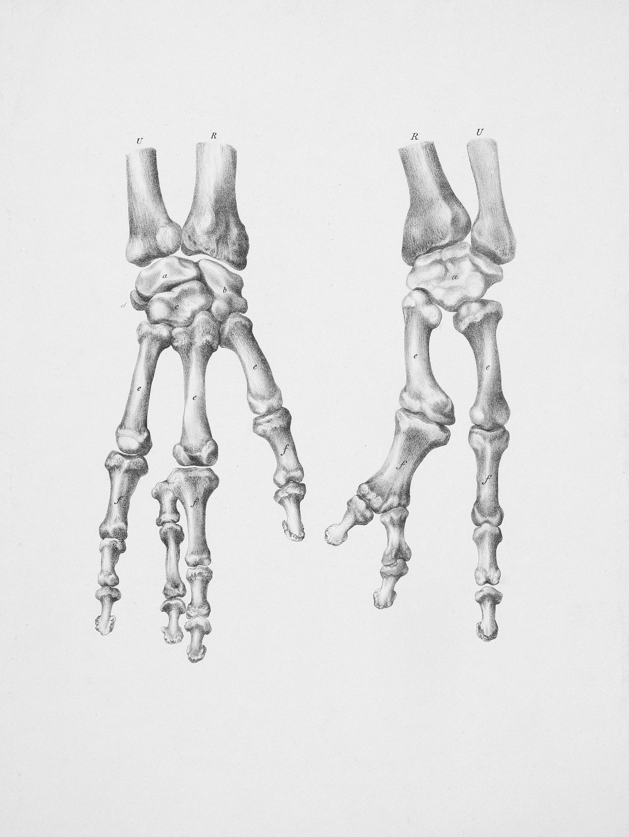 Flavor Journeys: Terpene Profiles and Aromas that Promote Calm