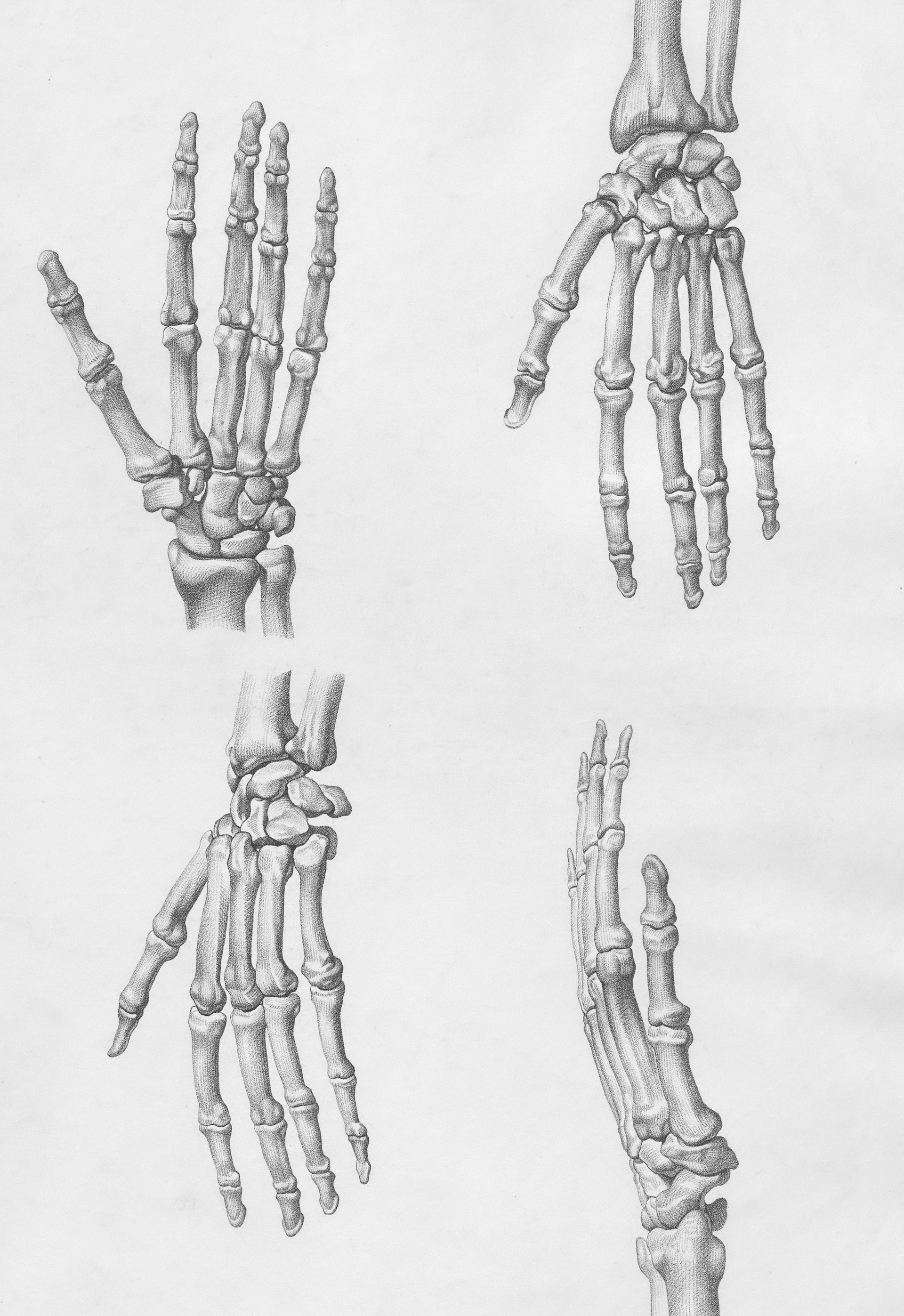 a skeleton is standing on its hind legs