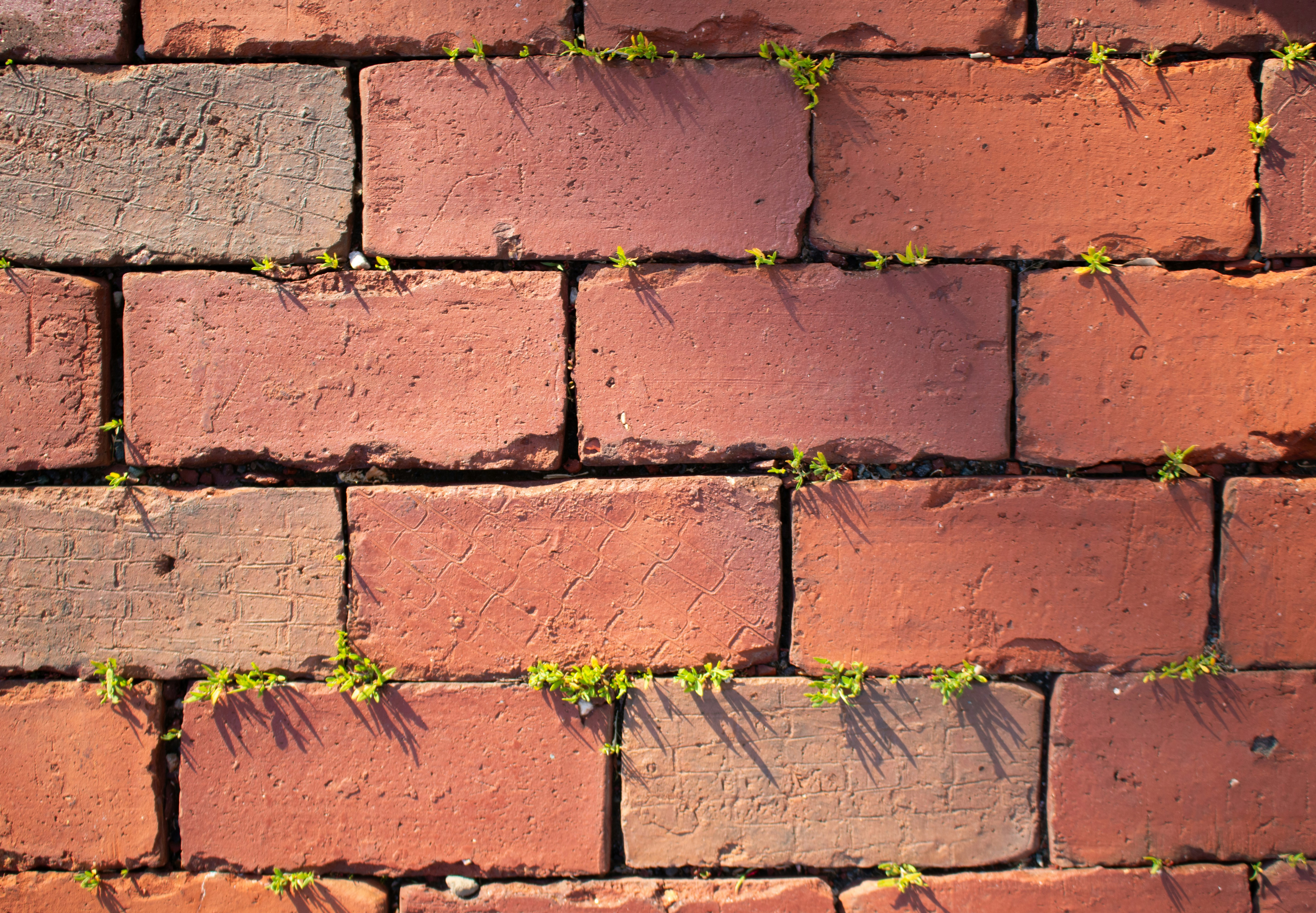 Photo by zoshuacolah