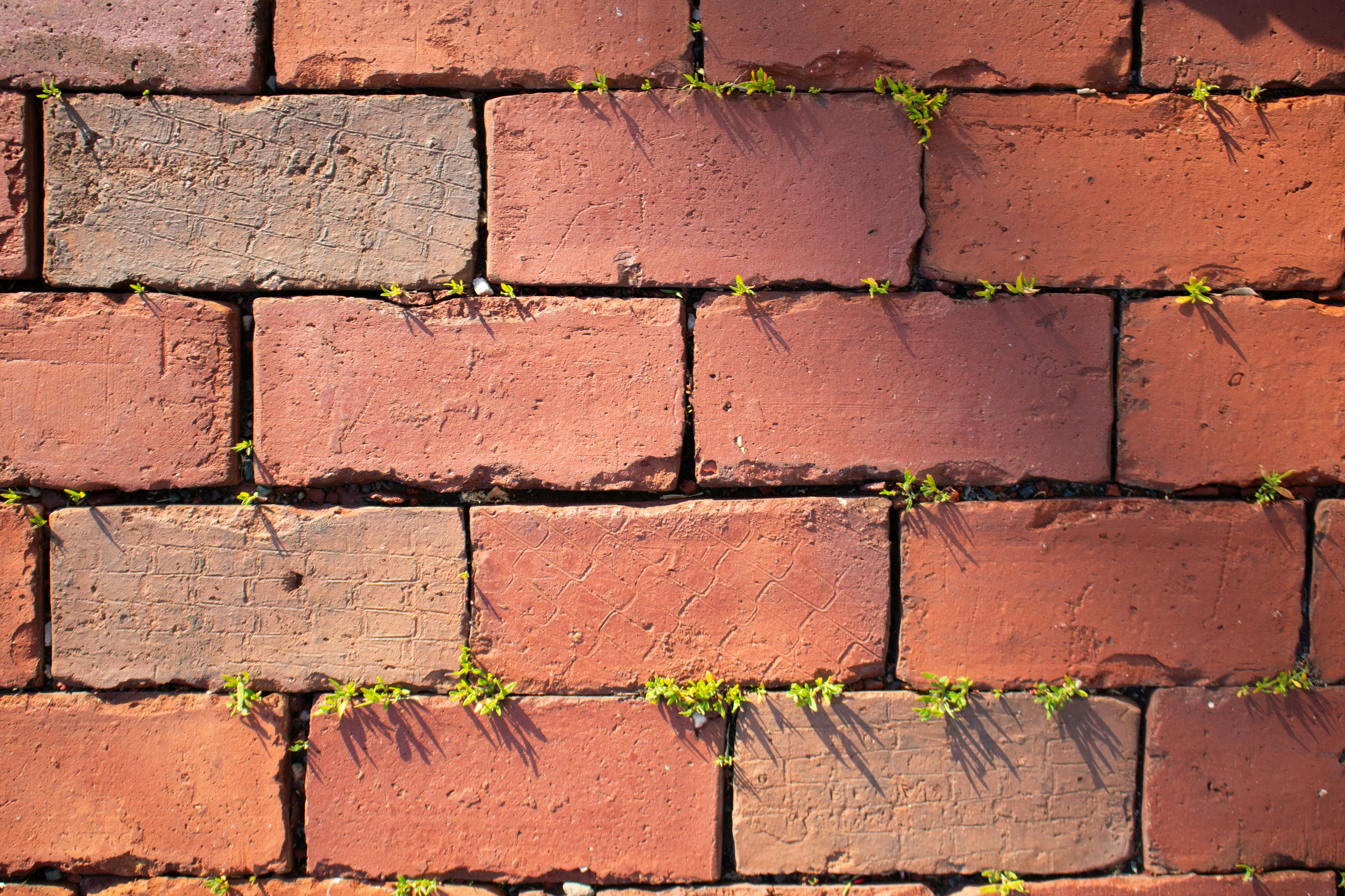red brick wall with small patches of green plants growing between some bricks