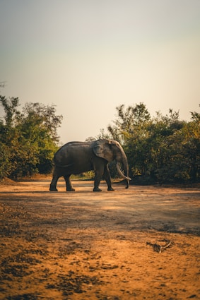 a large elephant walking across a dirt field