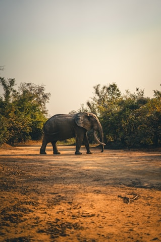a large elephant walking across a dirt field
