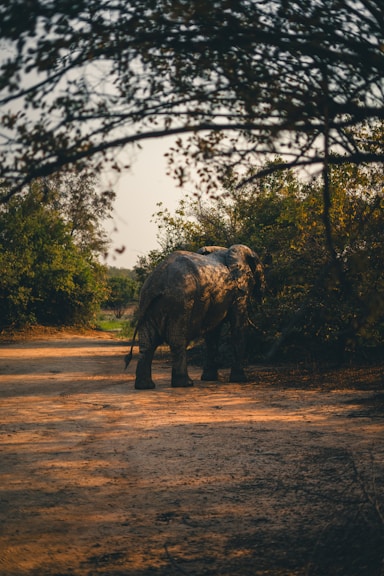 an elephant standing in the middle of a dirt road