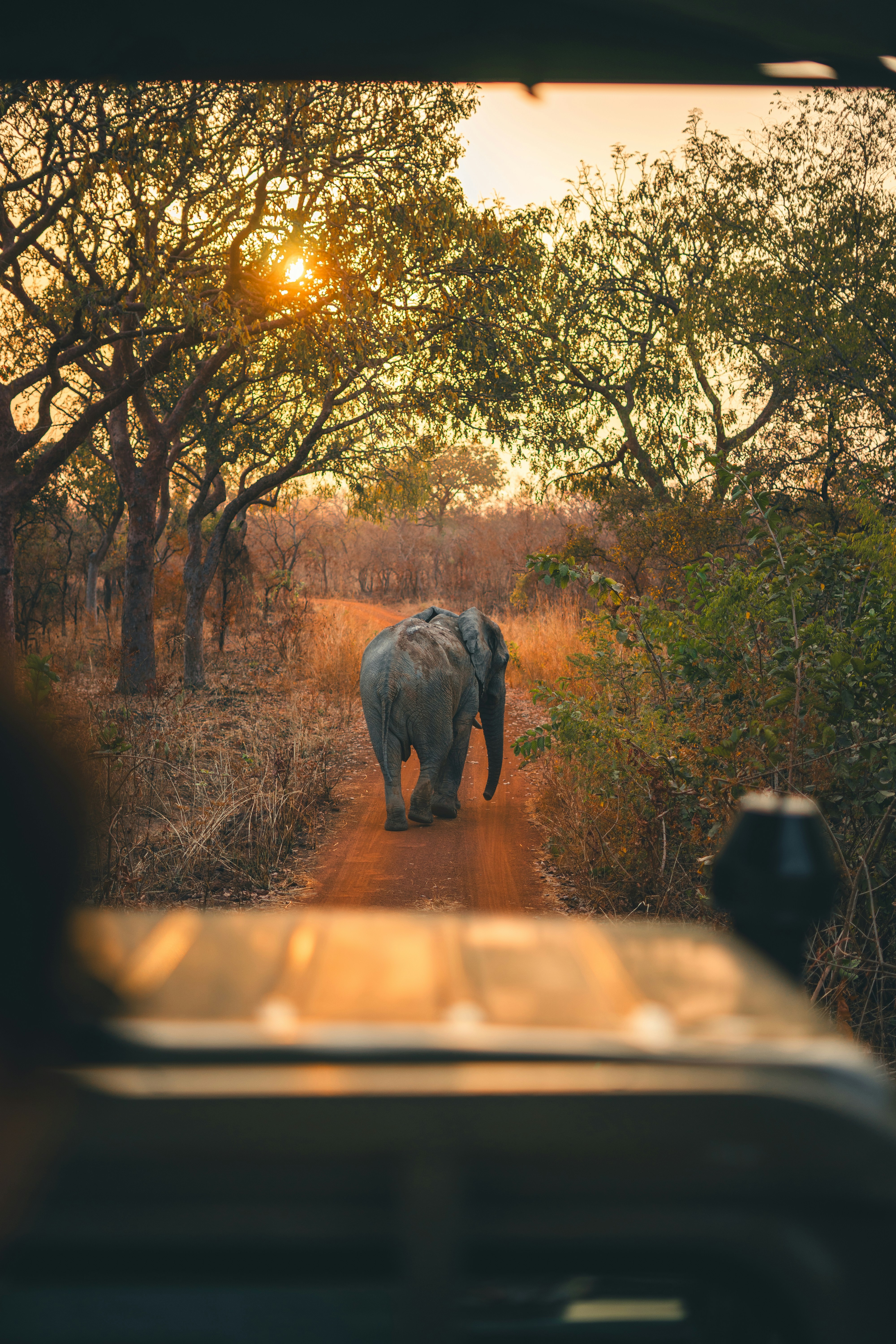 a large elephant walking down a dirt road