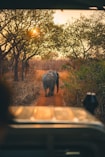 a large elephant walking down a dirt road