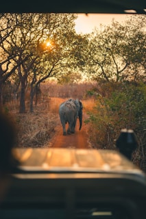 a large elephant walking down a dirt road