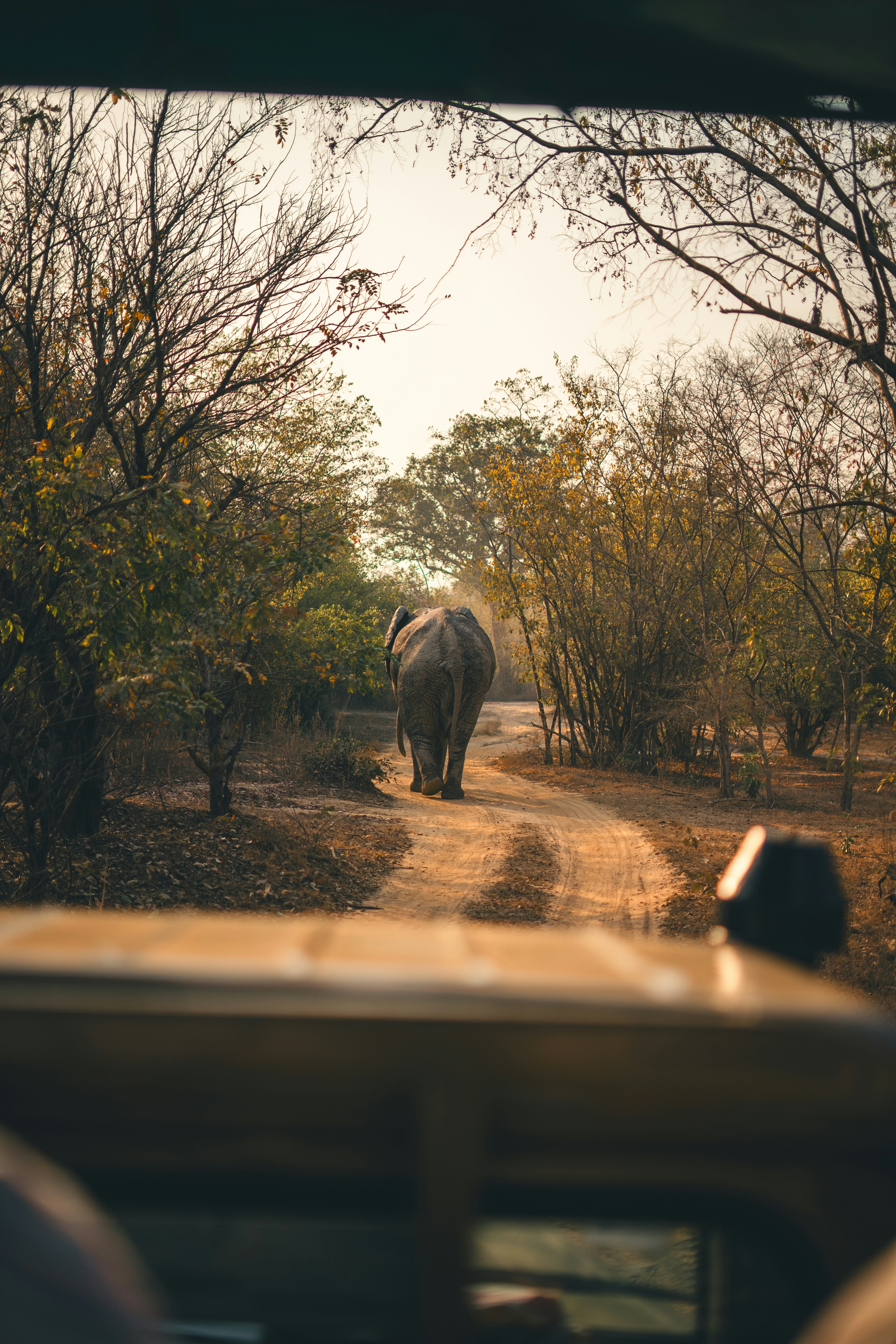 African elephant walking on savanna at golden hour, warm amber light, dramatic dust haze