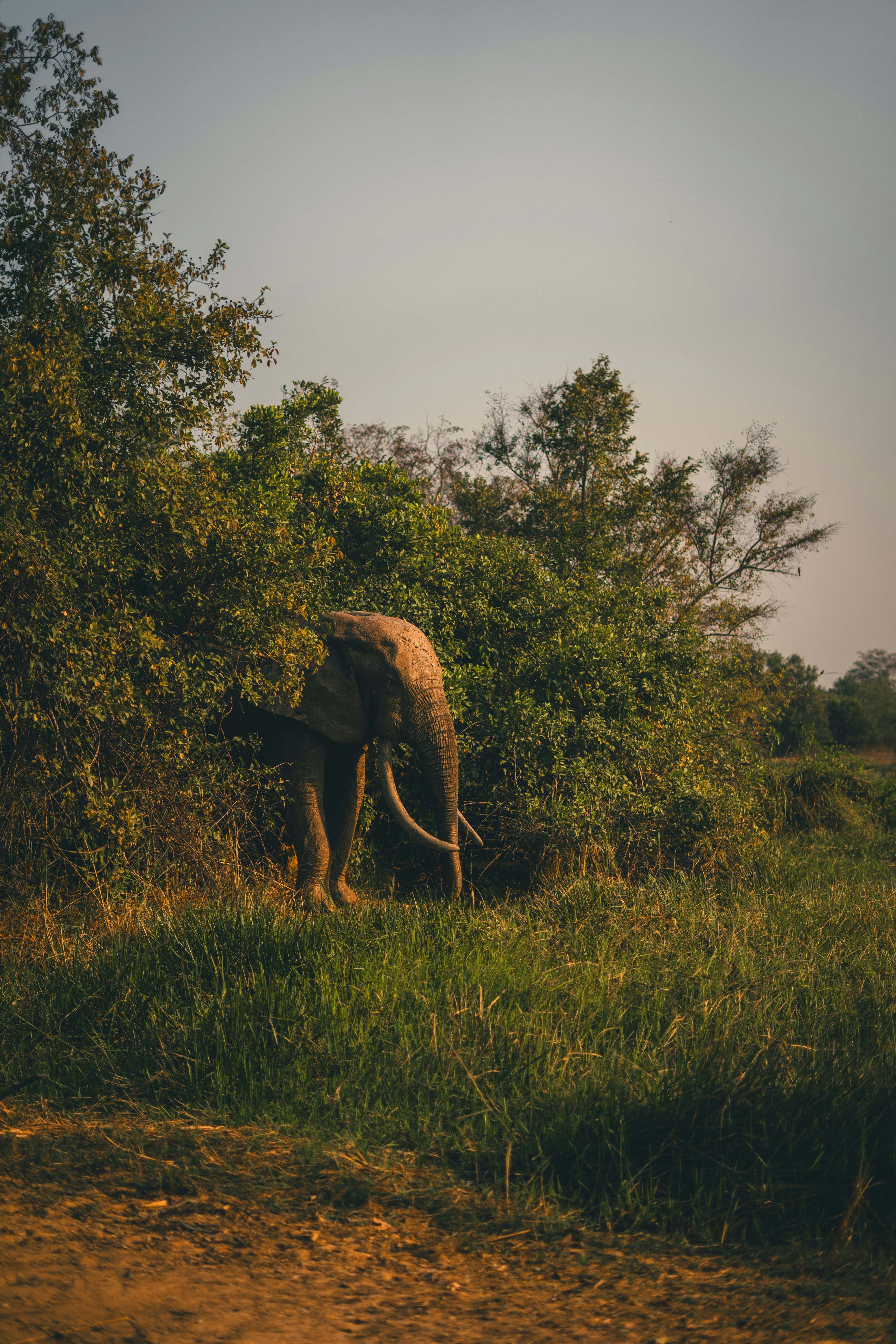 An elephant standing in long grass among savannah trees at Mole National Park