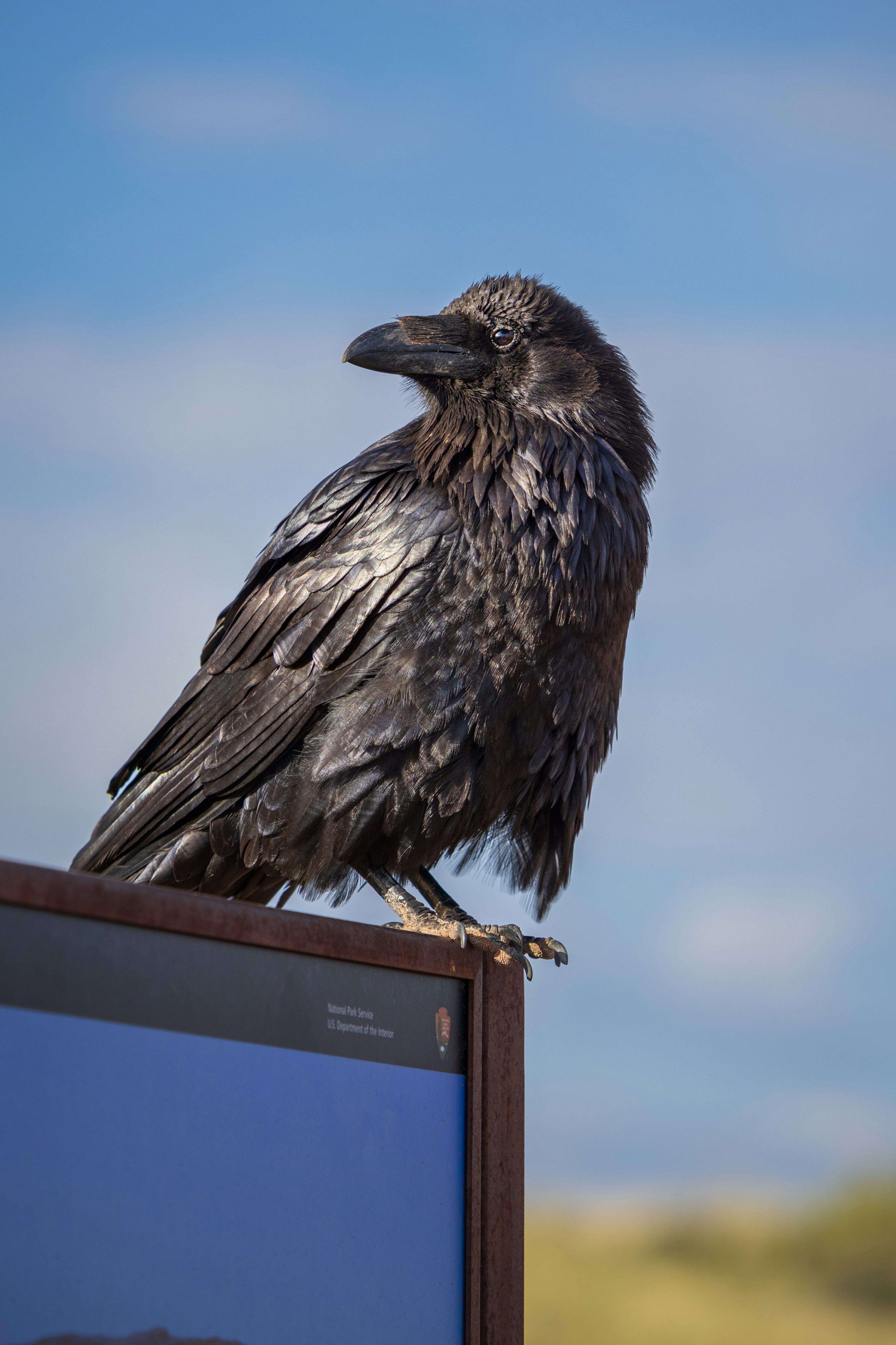 a black bird sitting on top of a tv