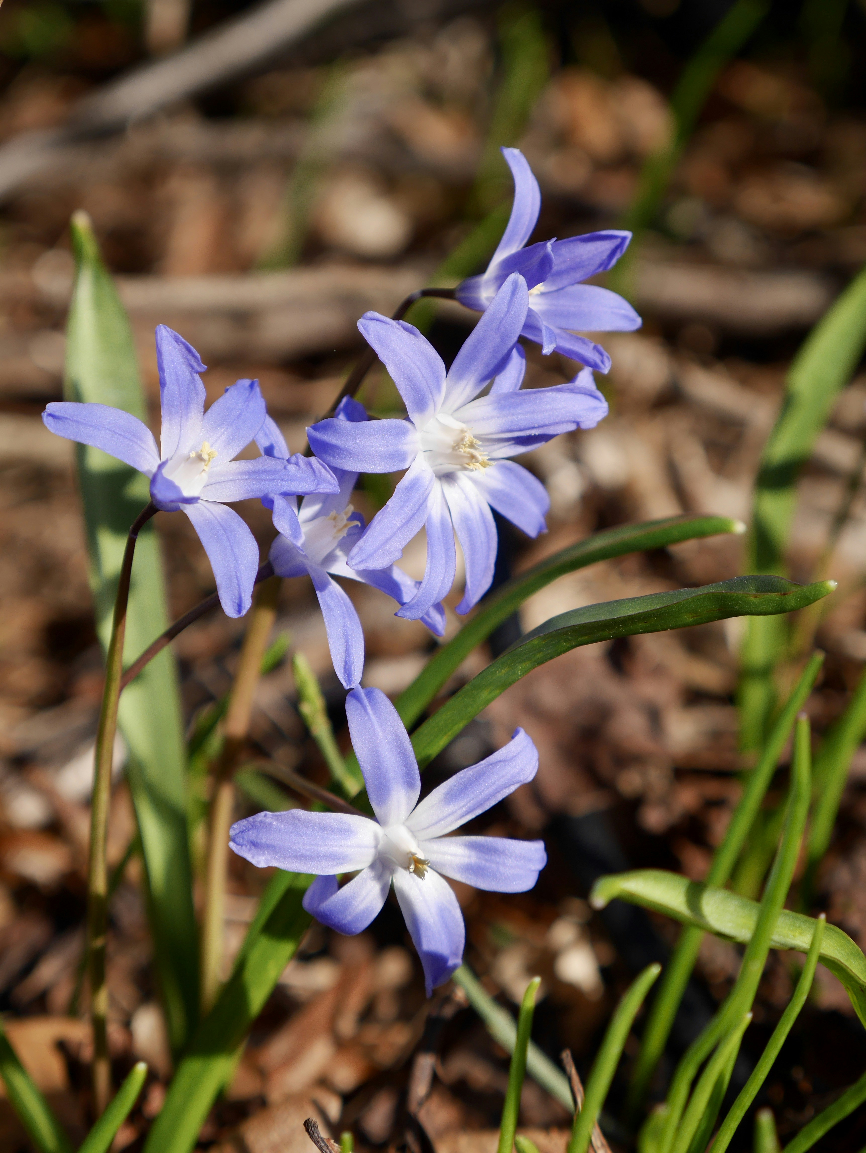 ein paar blaue Blumen, die im Dreck liegen