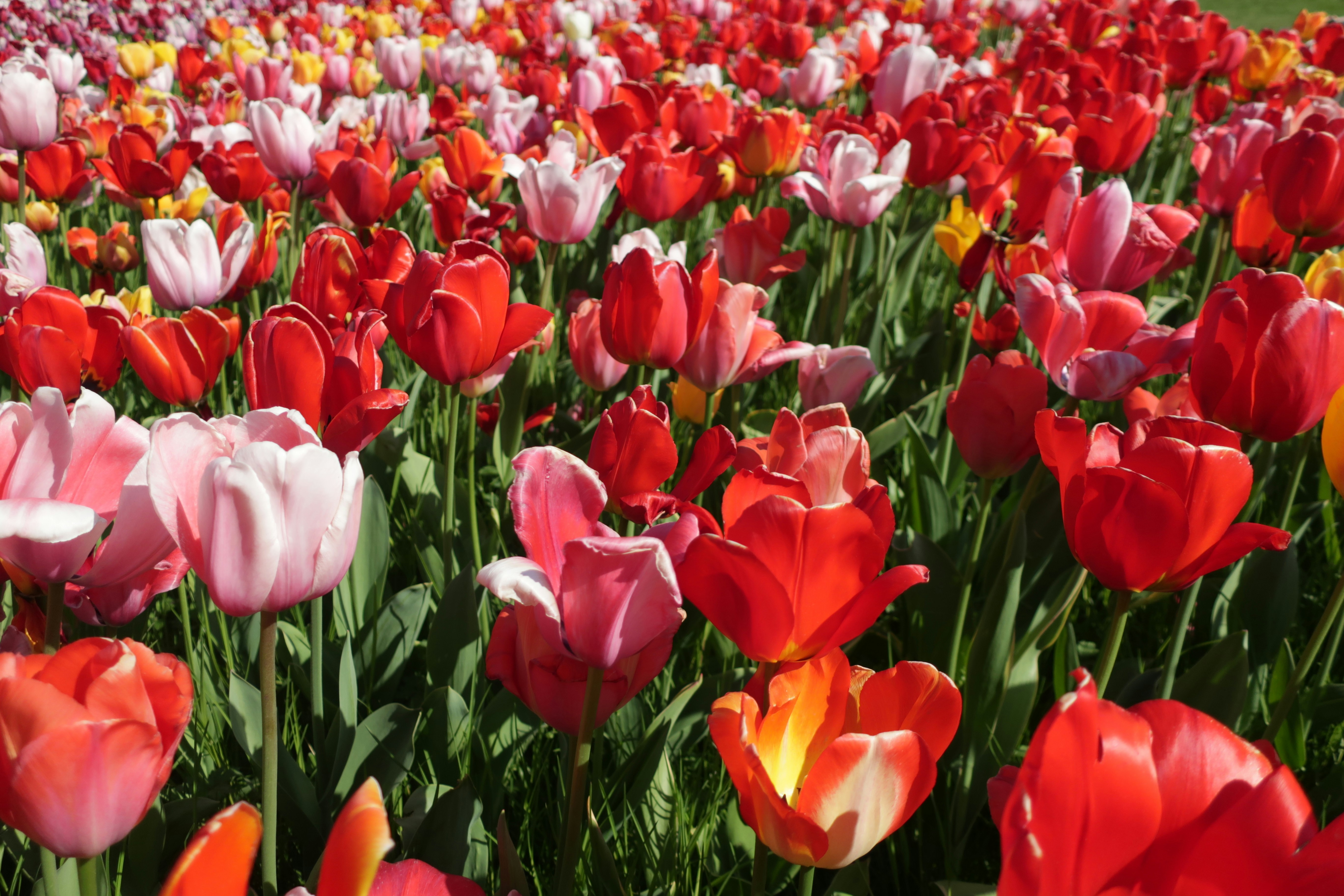 Ein Feld voller roter, gelber und rosa Tulpen