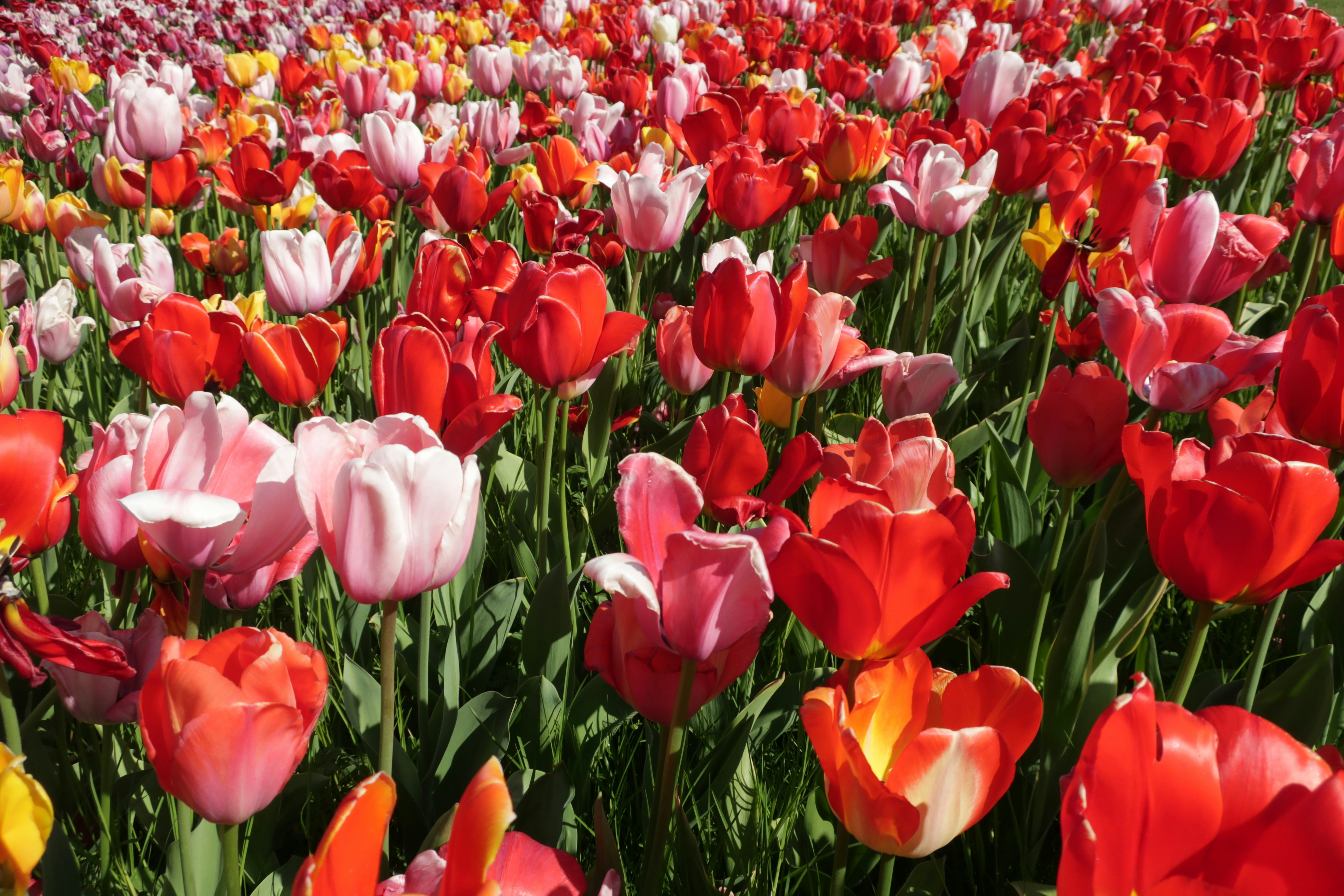 ein Feld mit roten, gelben und rosa Tulpen