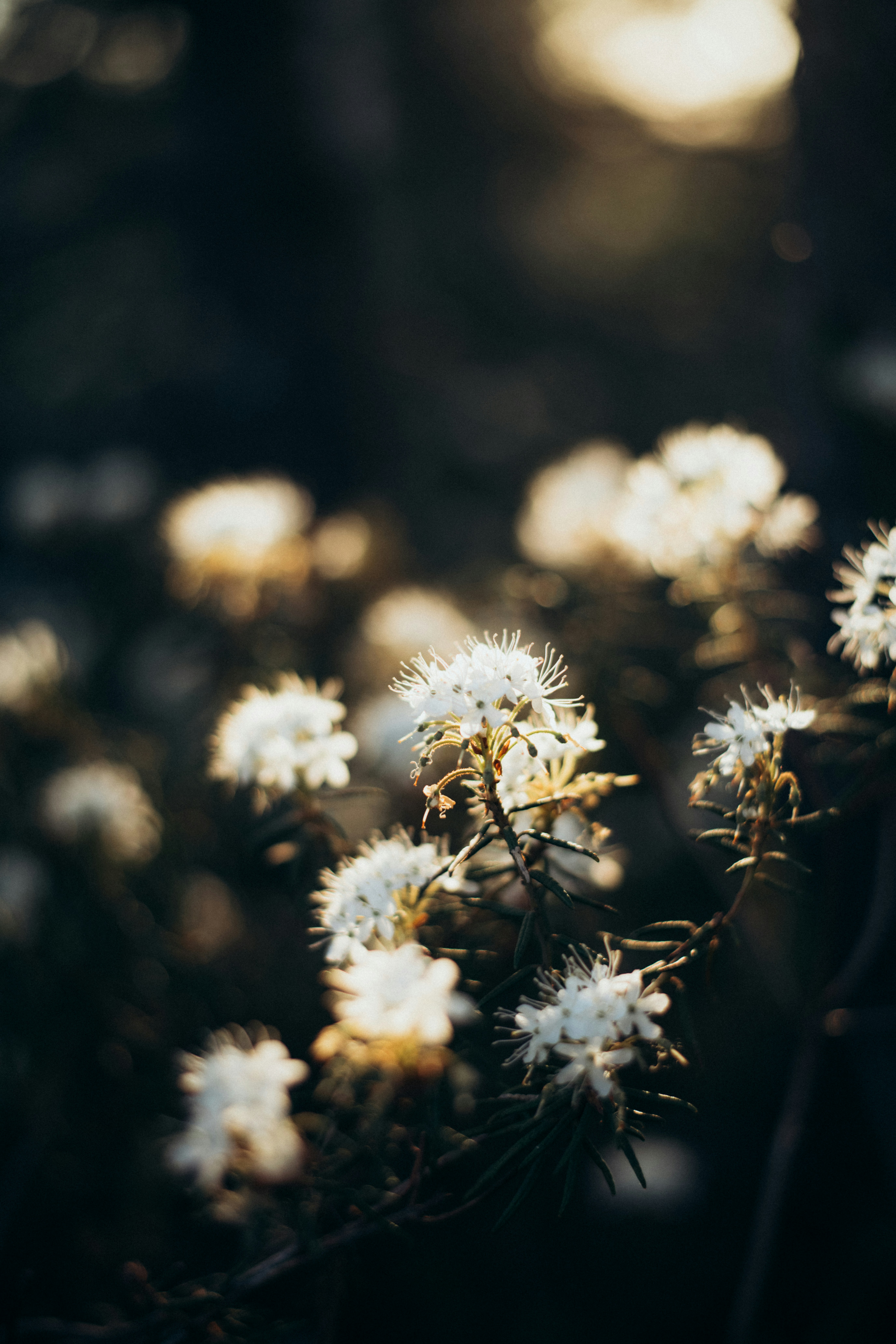 a close up of a bunch of white flowers