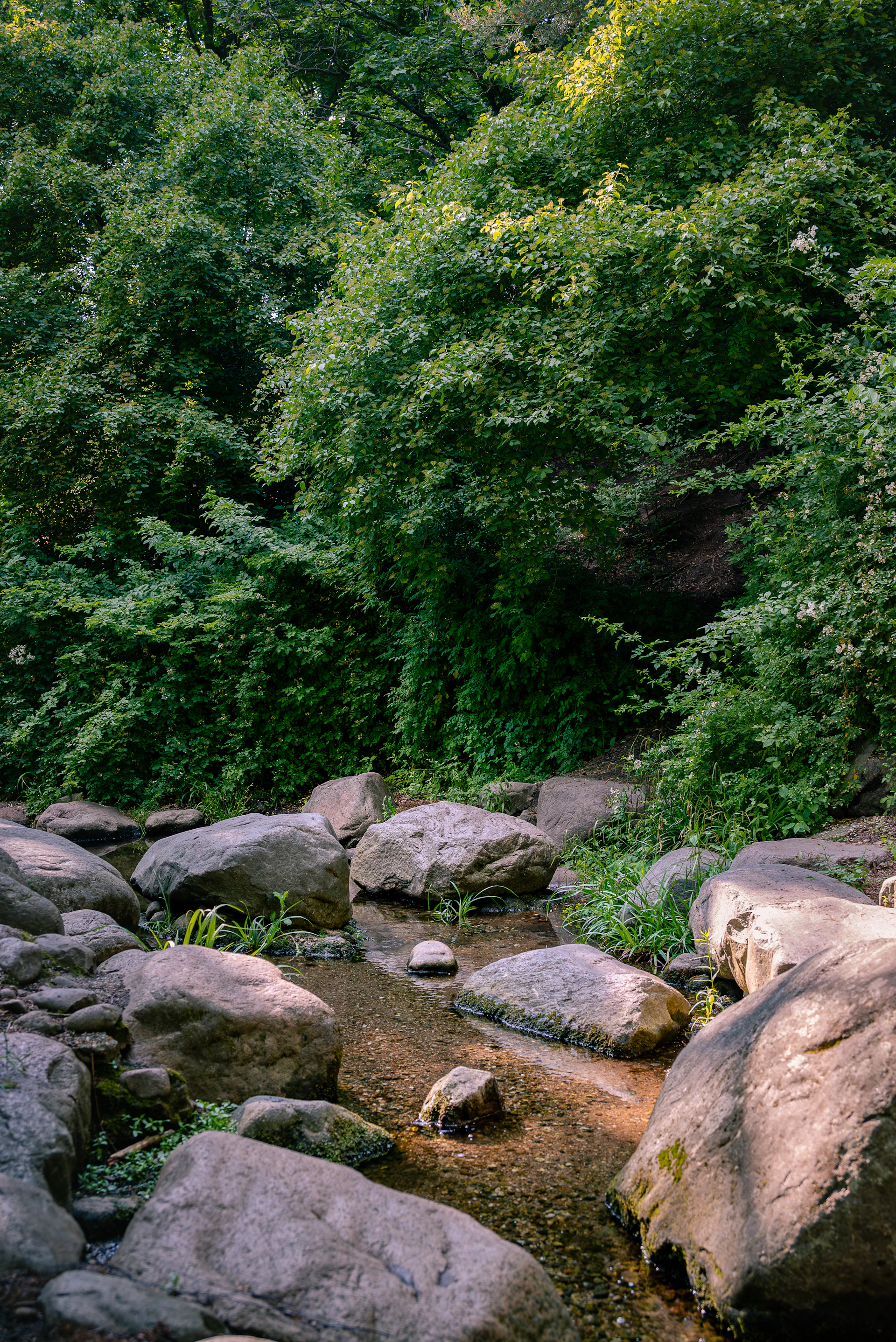 a stream running through a lush green forest
