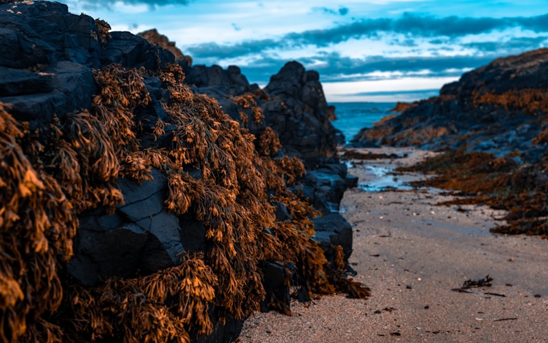 Seaweed-covered rocks on the shore at Low Newton