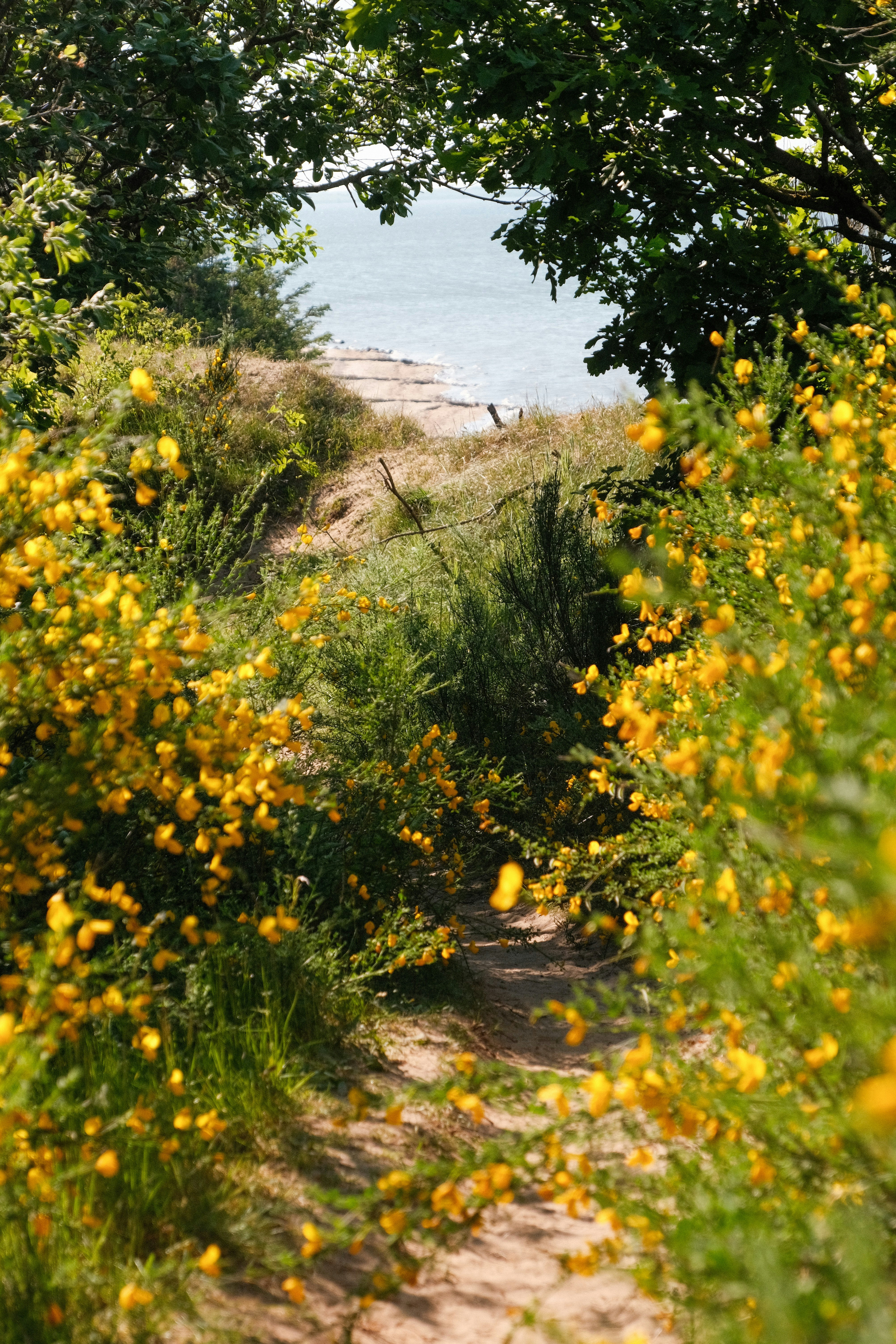 a path through a field of yellow flowers