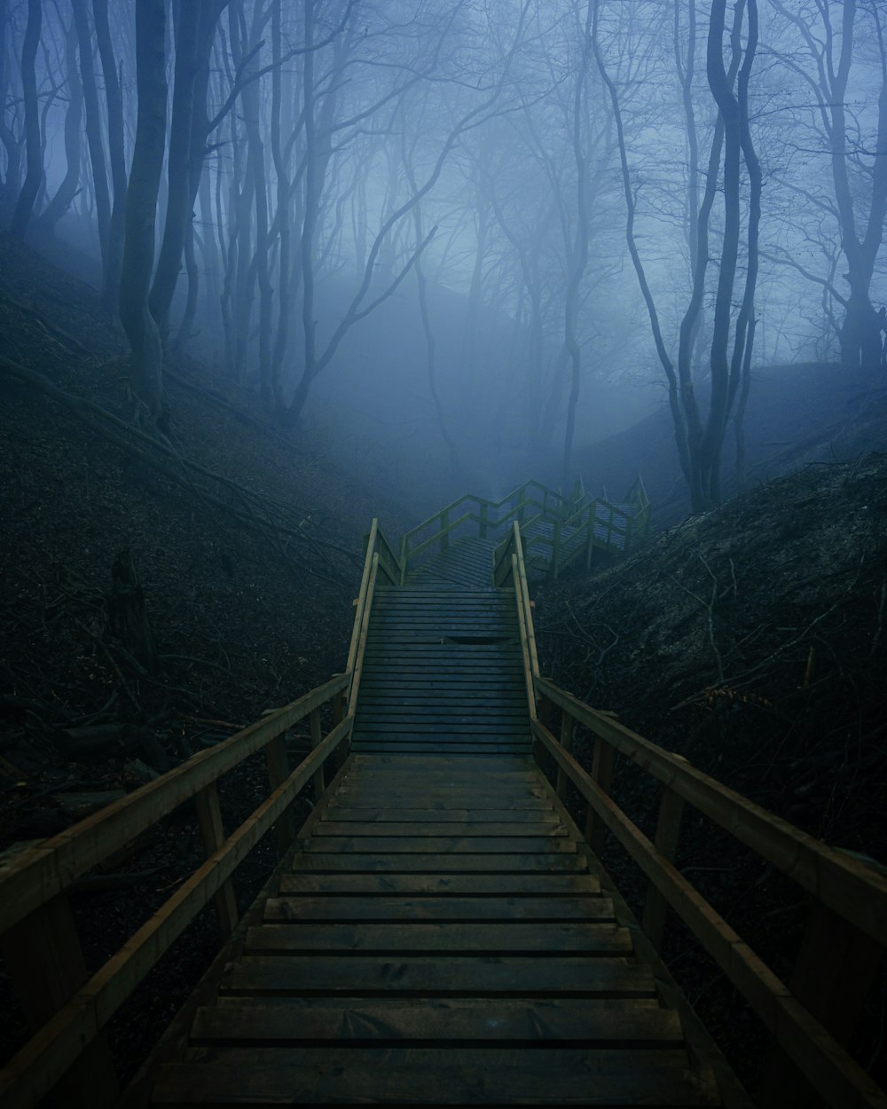 a set of stairs leading up into a dark forest