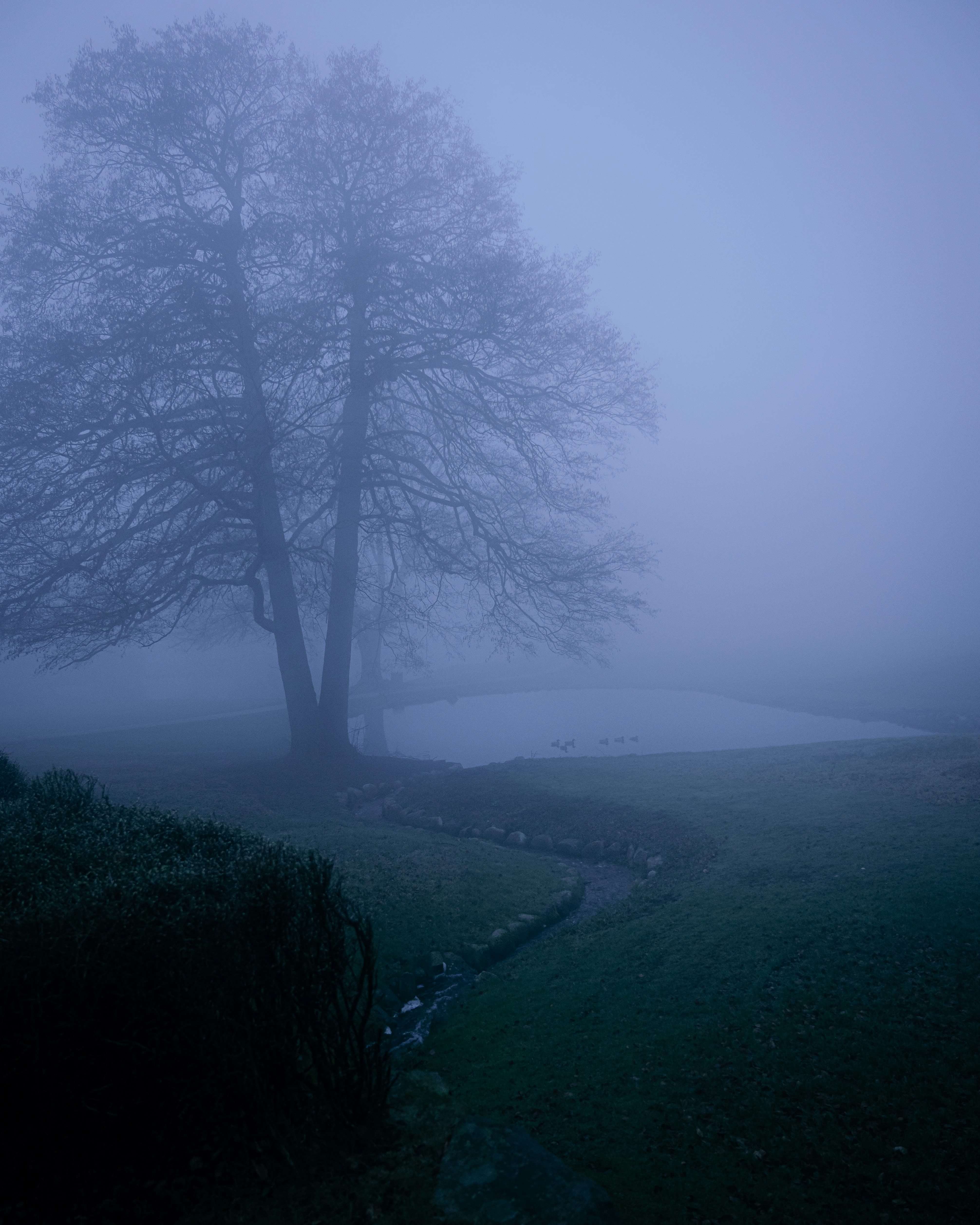 Photo by luca_severin