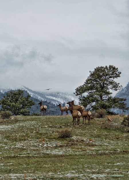 Oregon old growth forest and mountain meadow typical elk hunting terrain