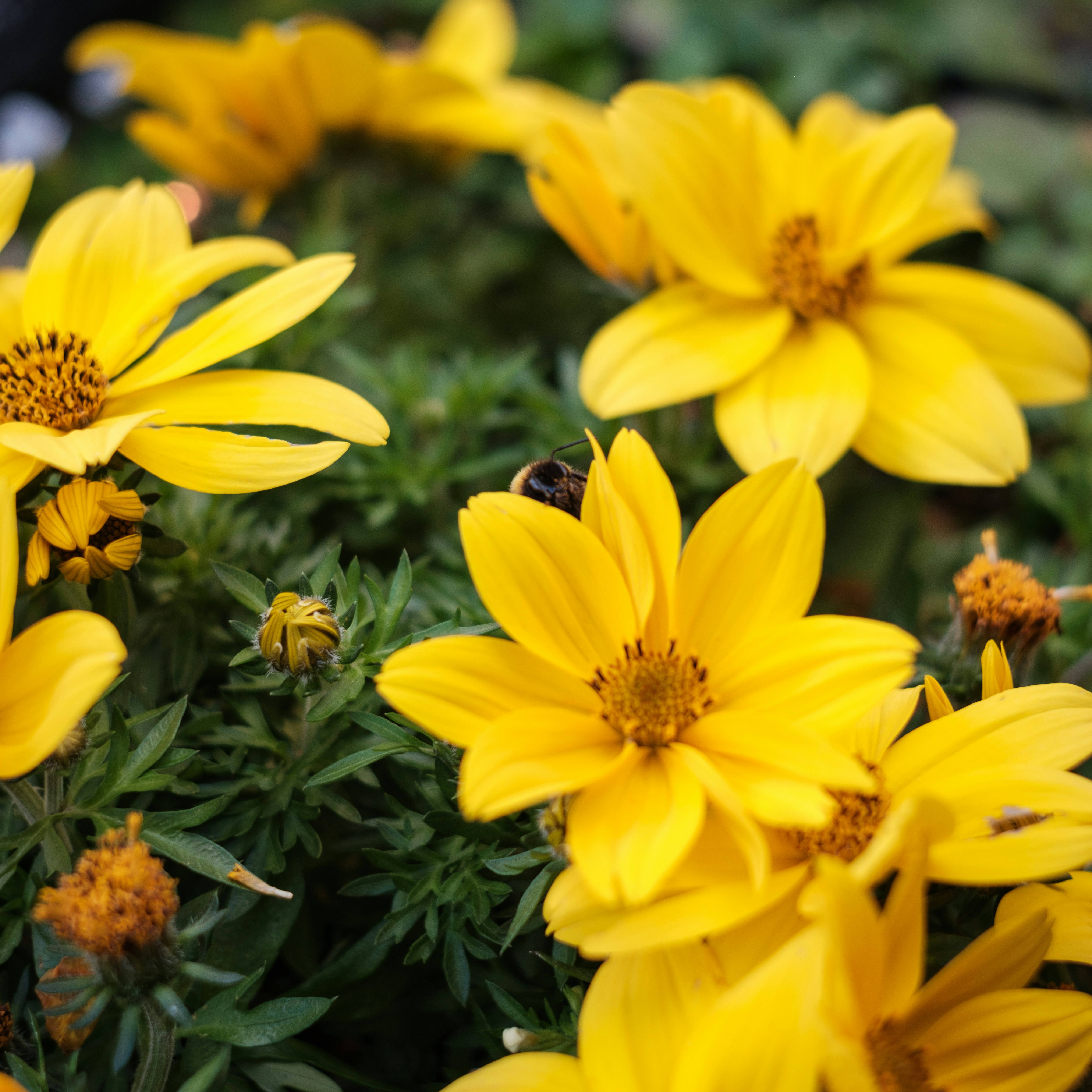 Photo by haberdoedas2