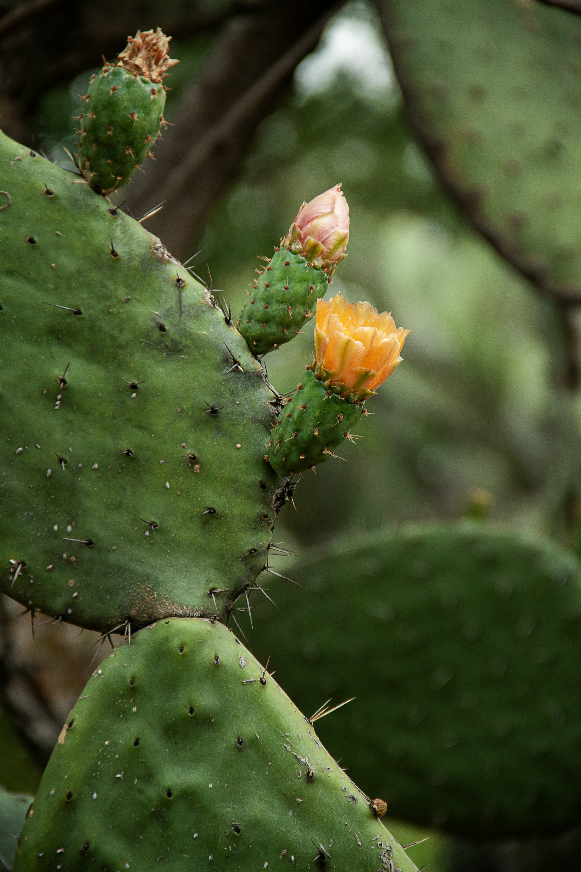 a cactus with a yellow flower on it