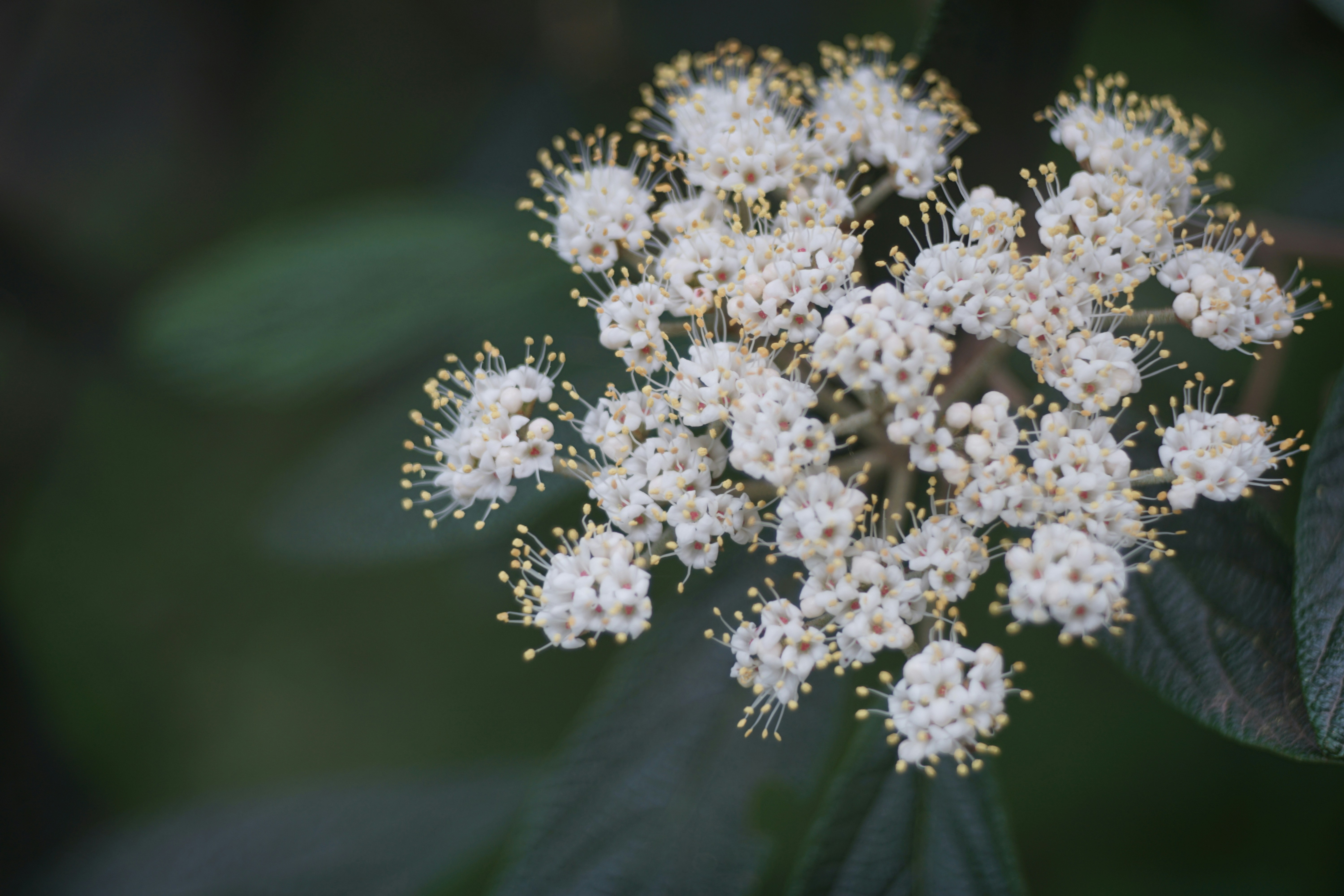 Adapting Business Skills to the AI Era: A Guide for Non-Tech Professionals