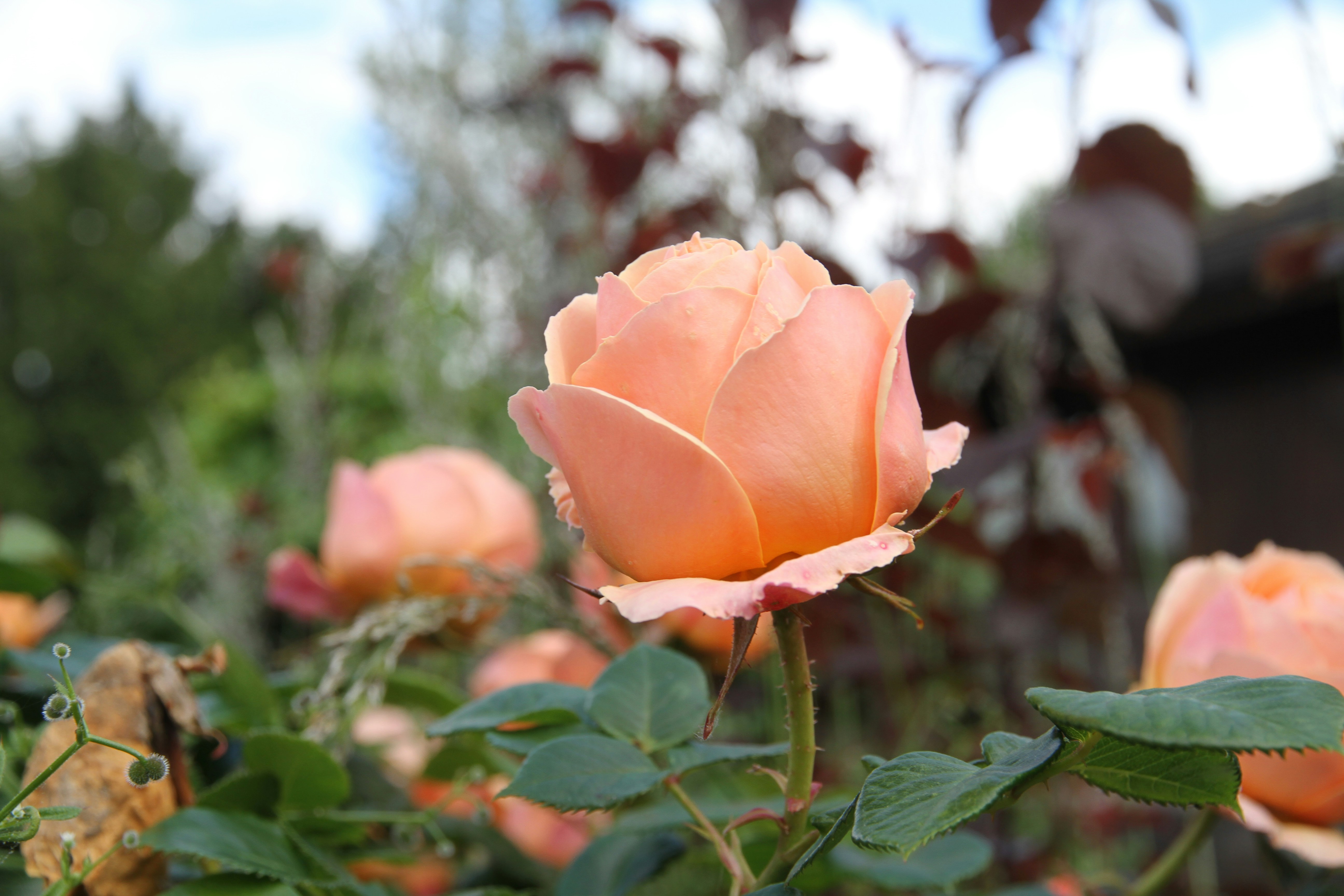 a pink rose is blooming in a garden