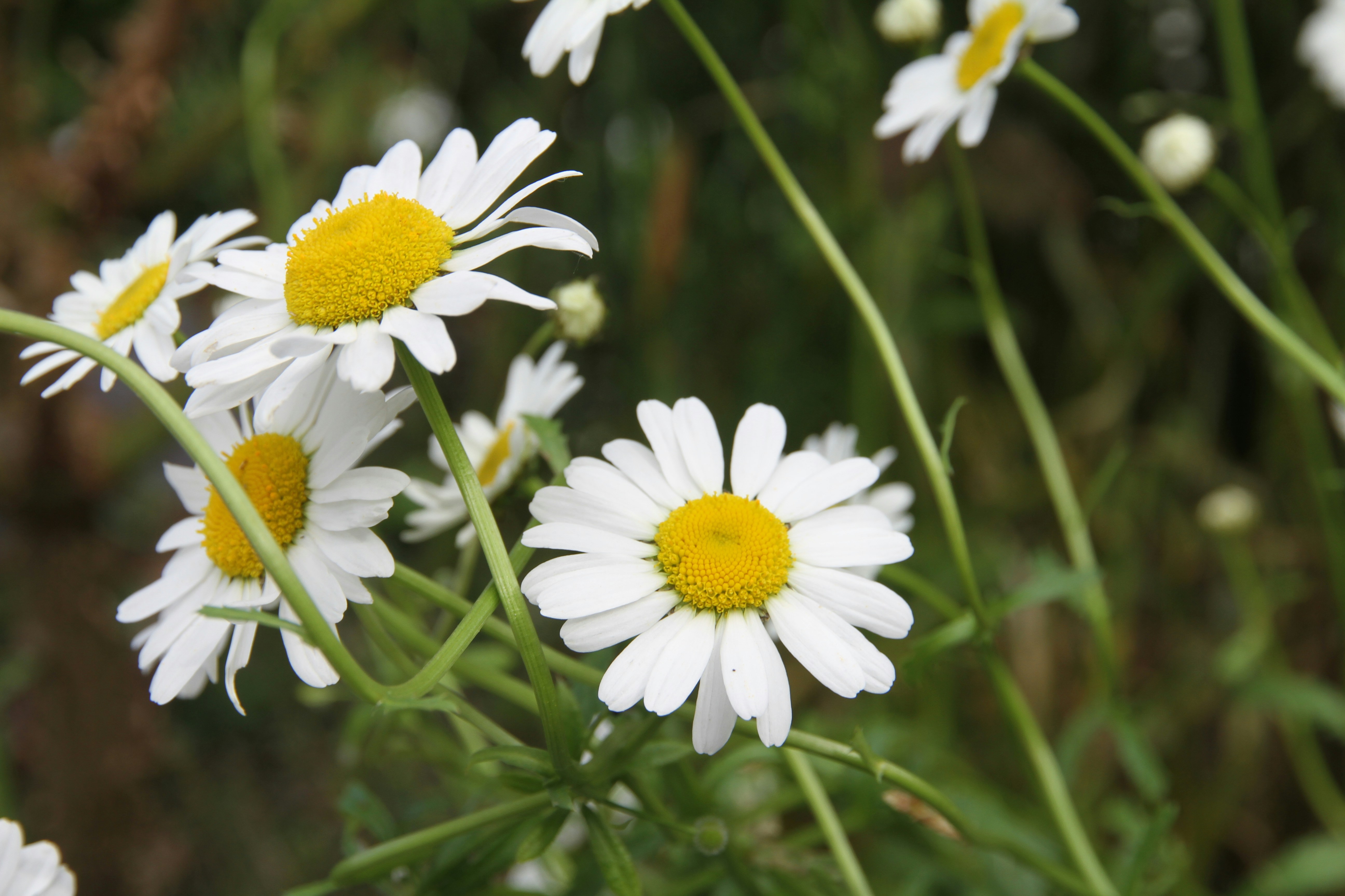 Photo by francesforbescarbines