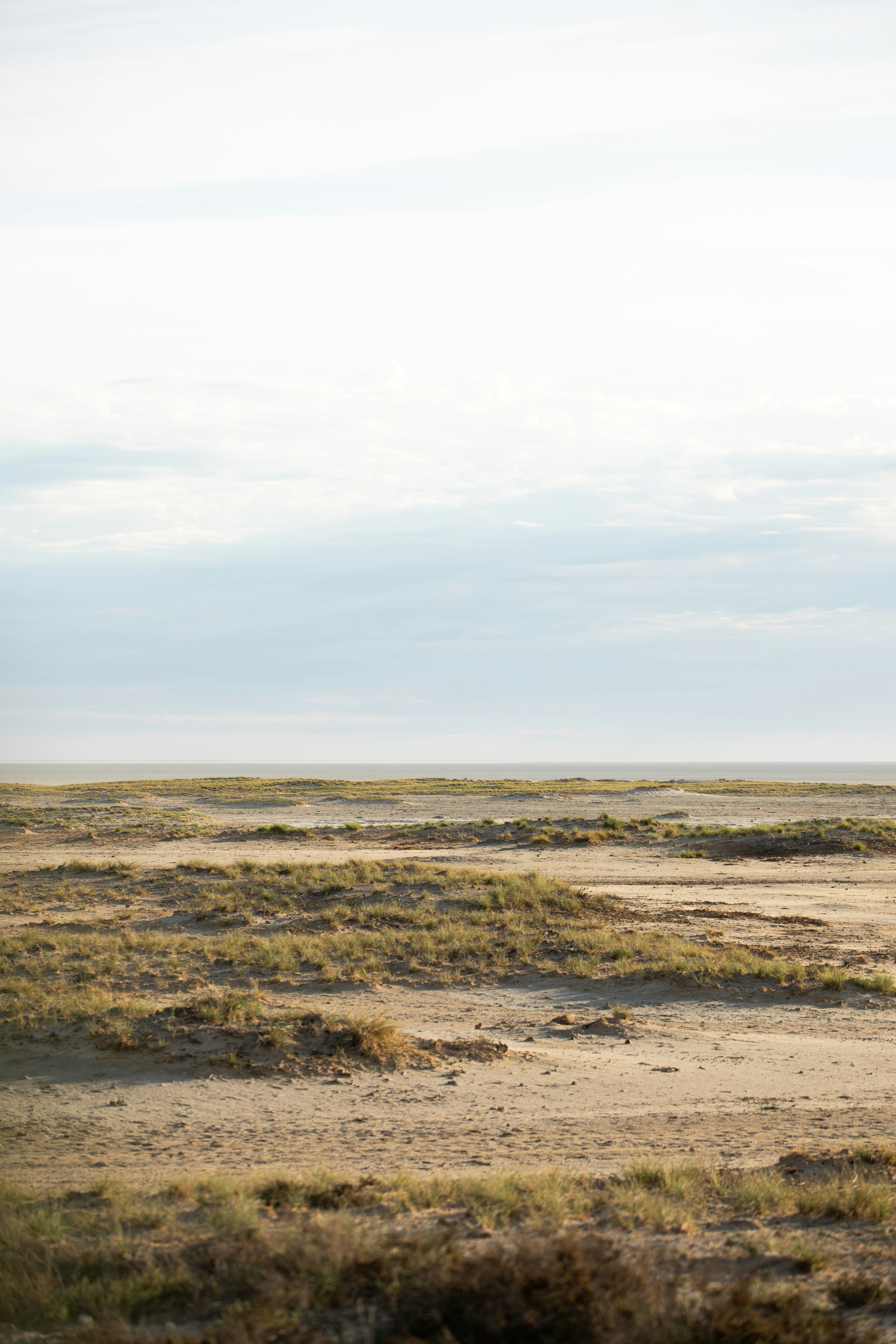 마른 풀로 뒤덮인 들판을 가로질러 걷는 외로운 코끼리