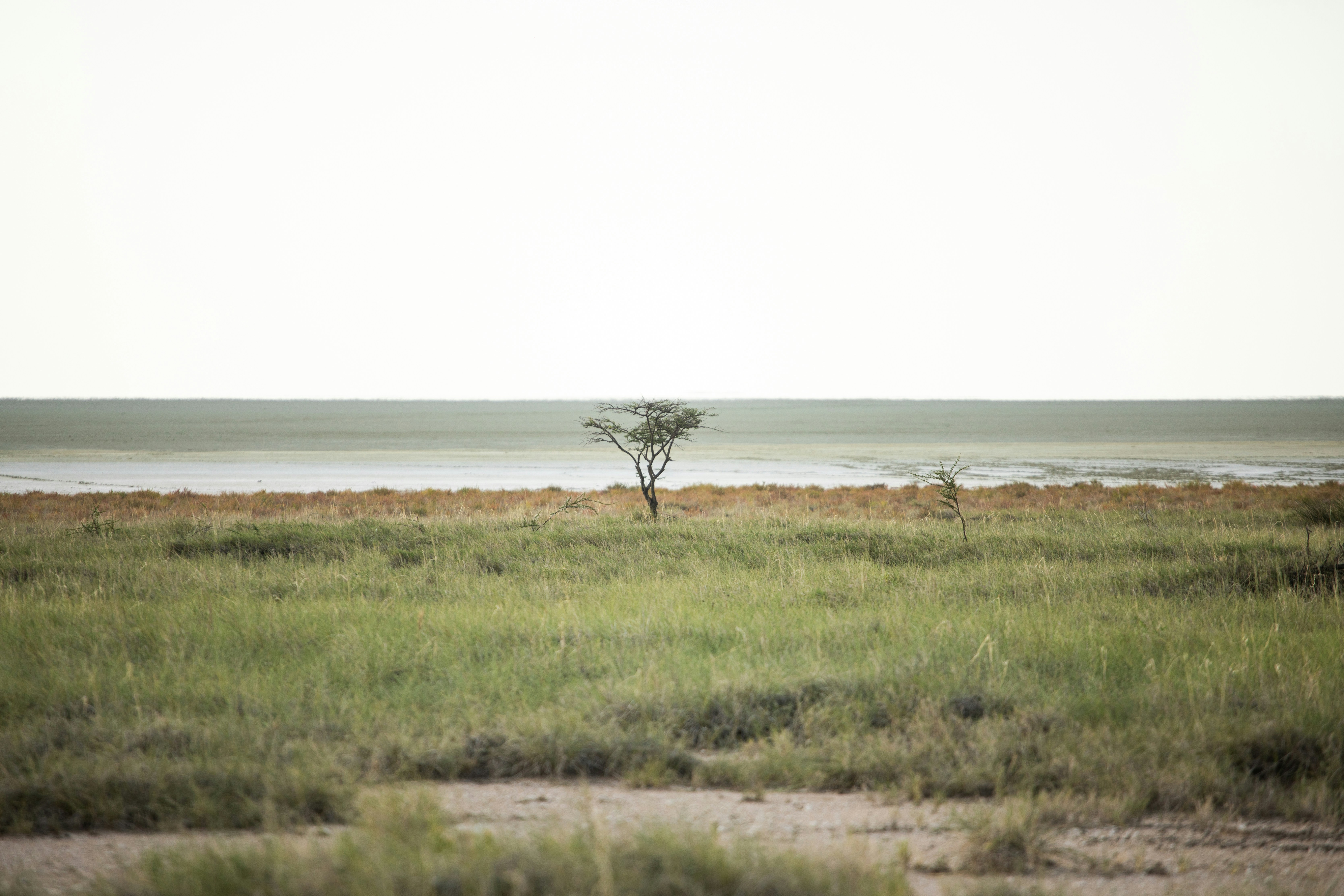 들판 한가운데에 홀로 서 있는 나무
