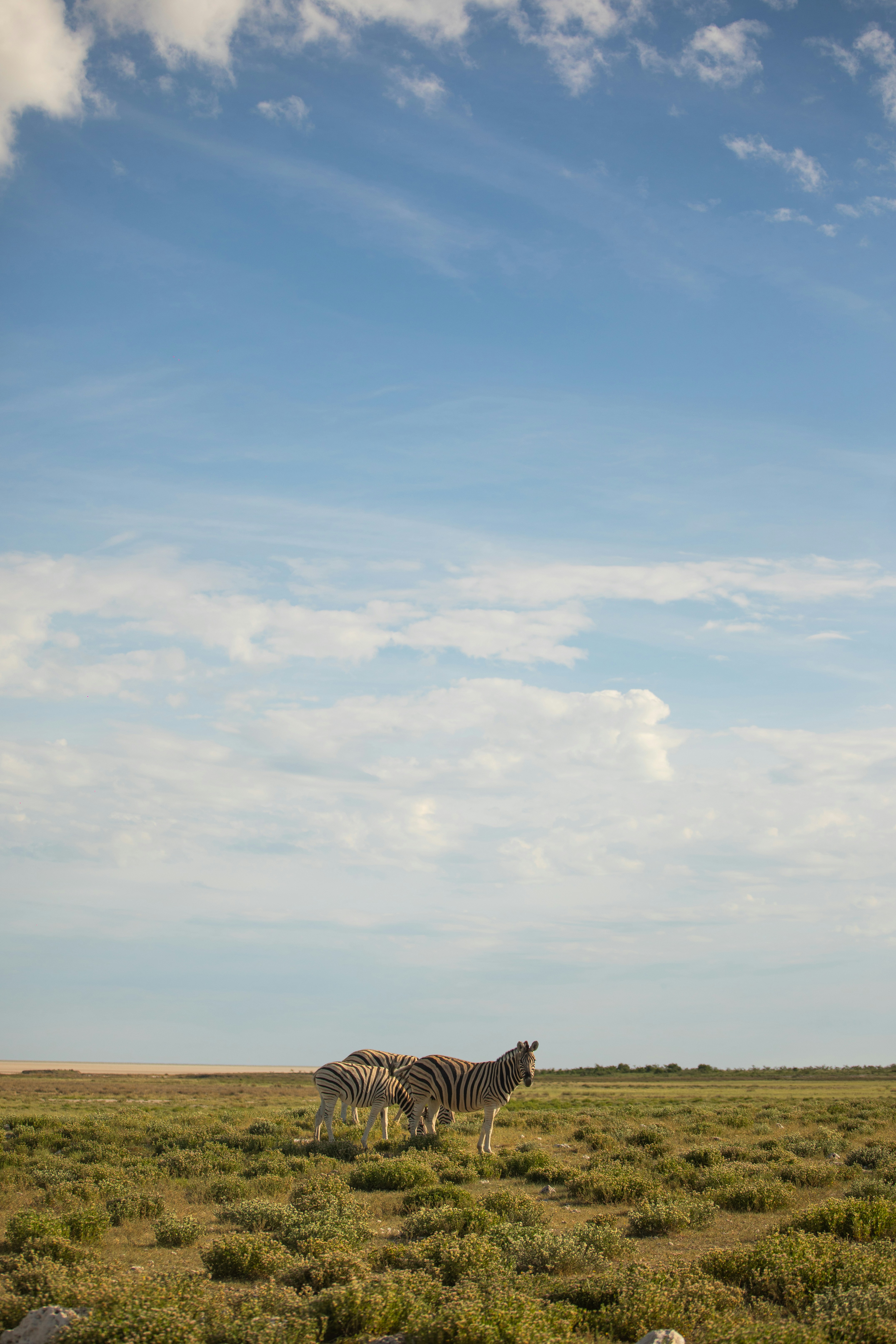 얼룩말 두 마리가 풀밭에 서 있다